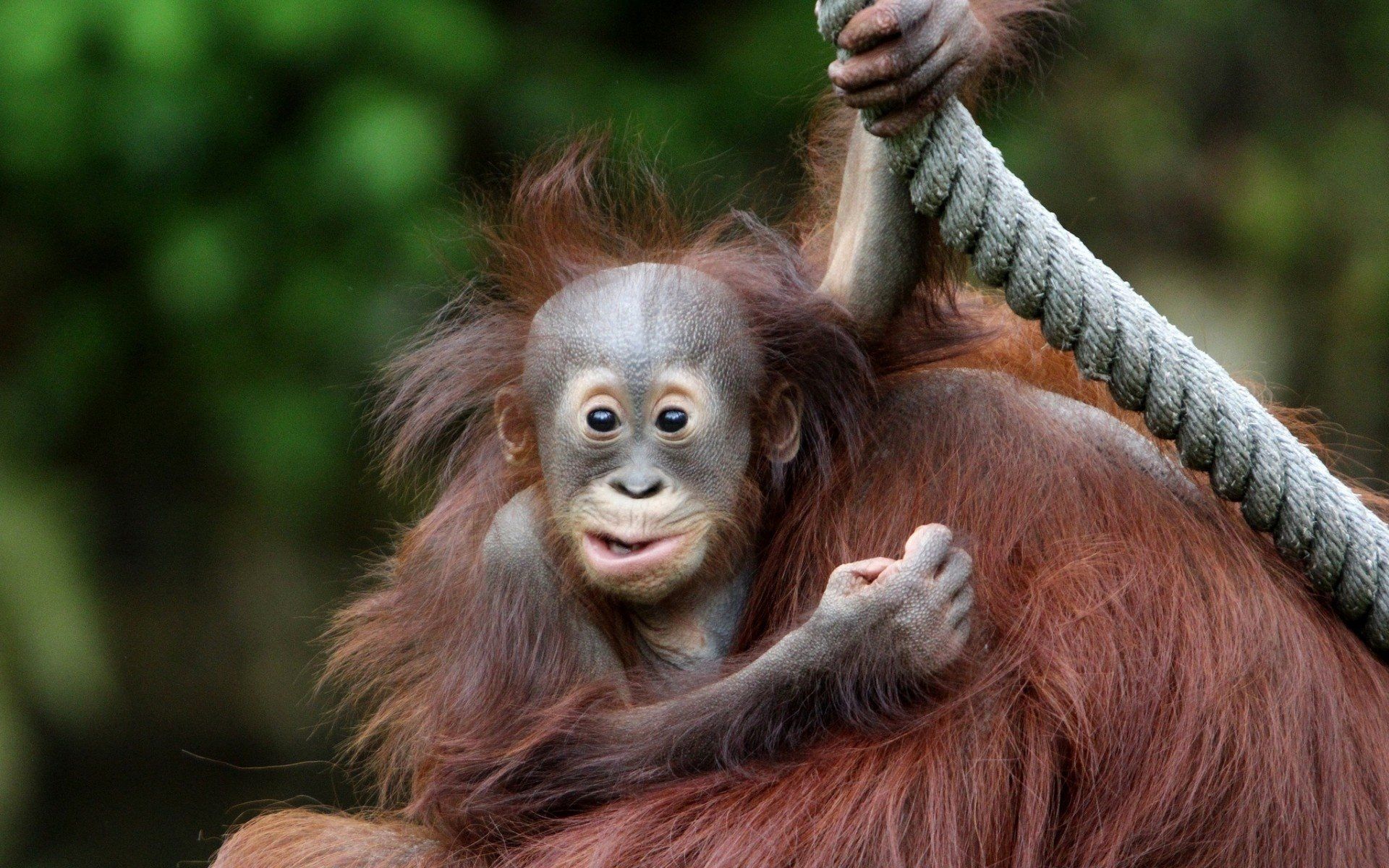 Download Animal Orangutan HD Wallpaper