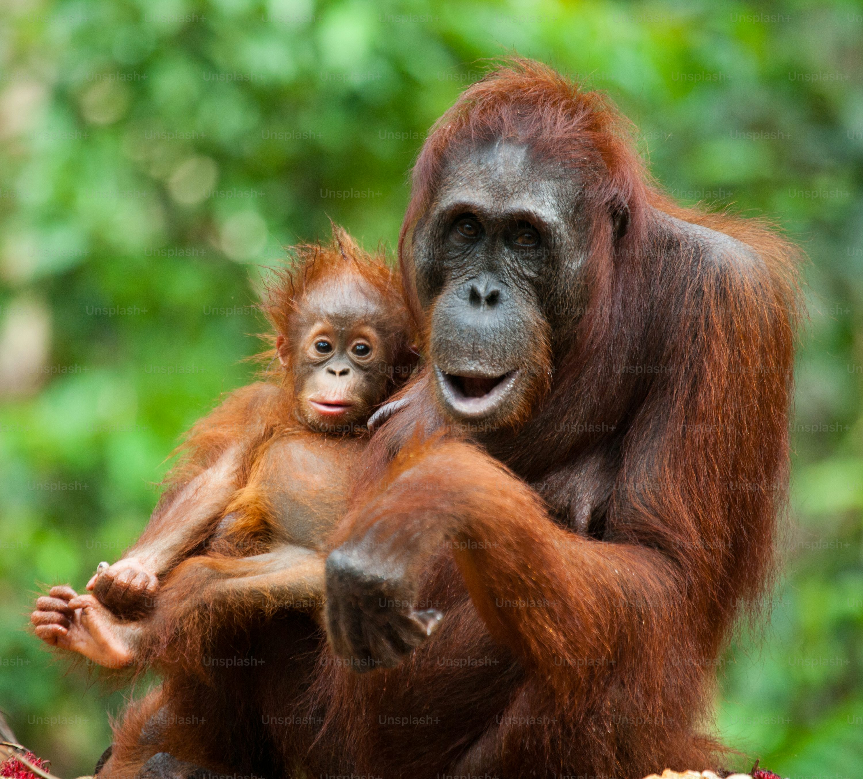Orangutan Picture. Download Free Image