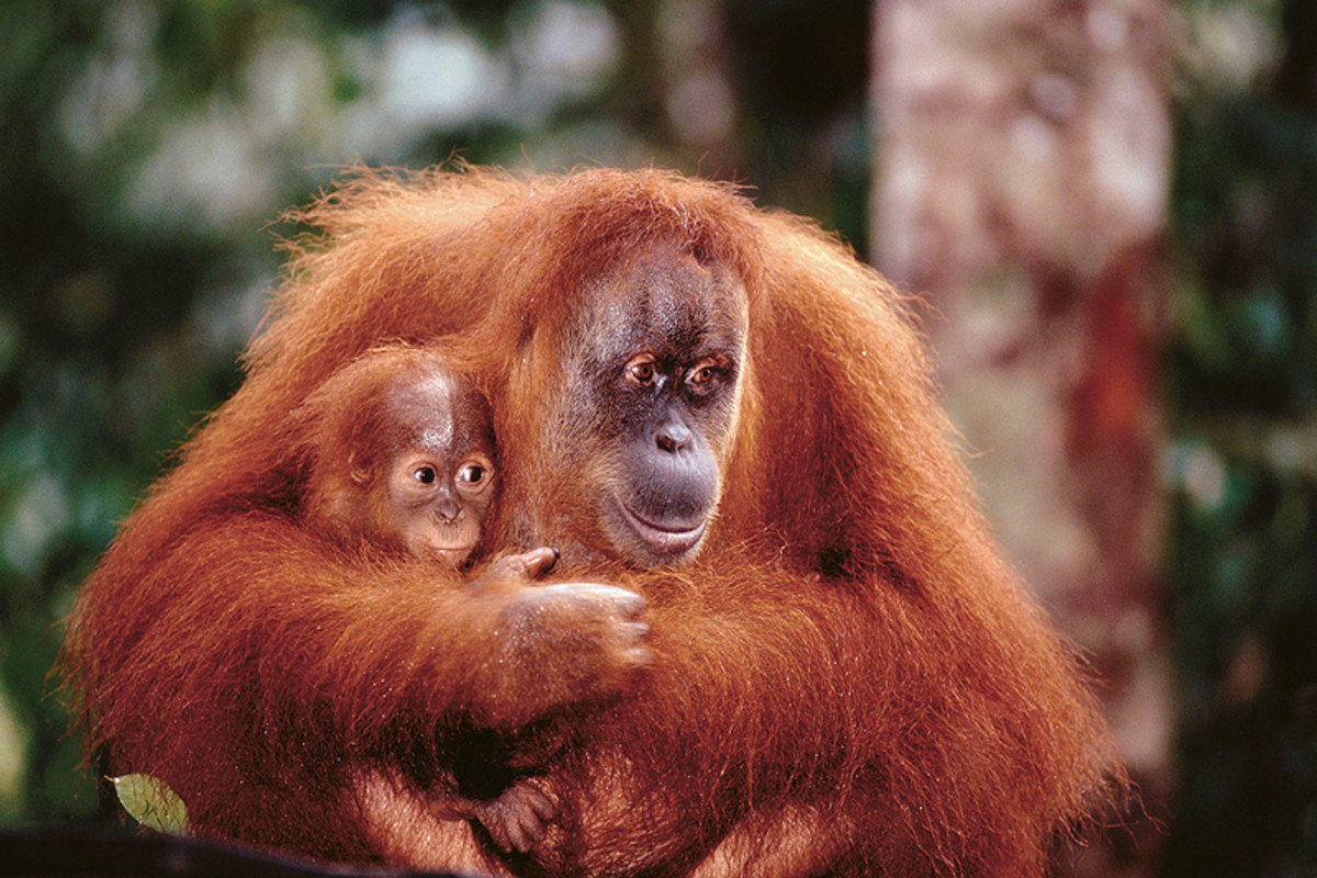 Poster Orangutan mother baby. Wall Art 1 FREE