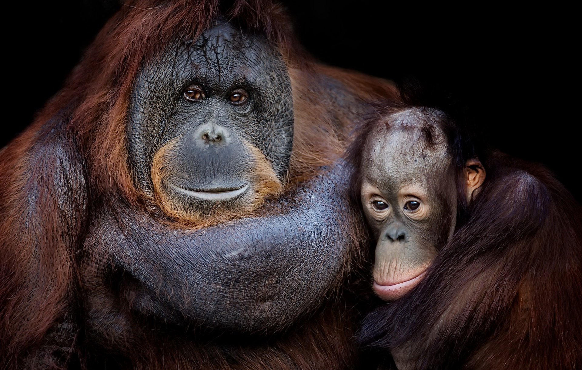 Heartwarming HD Portrait of a Baby Orangutan with Its Protective Parent