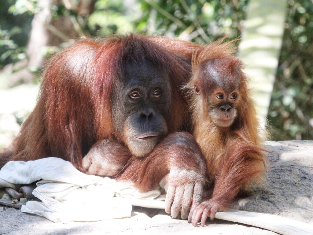 Celebrating Two Years of Siska, Our Baby Sumatran Orangutan Zoo Conservation Alliance