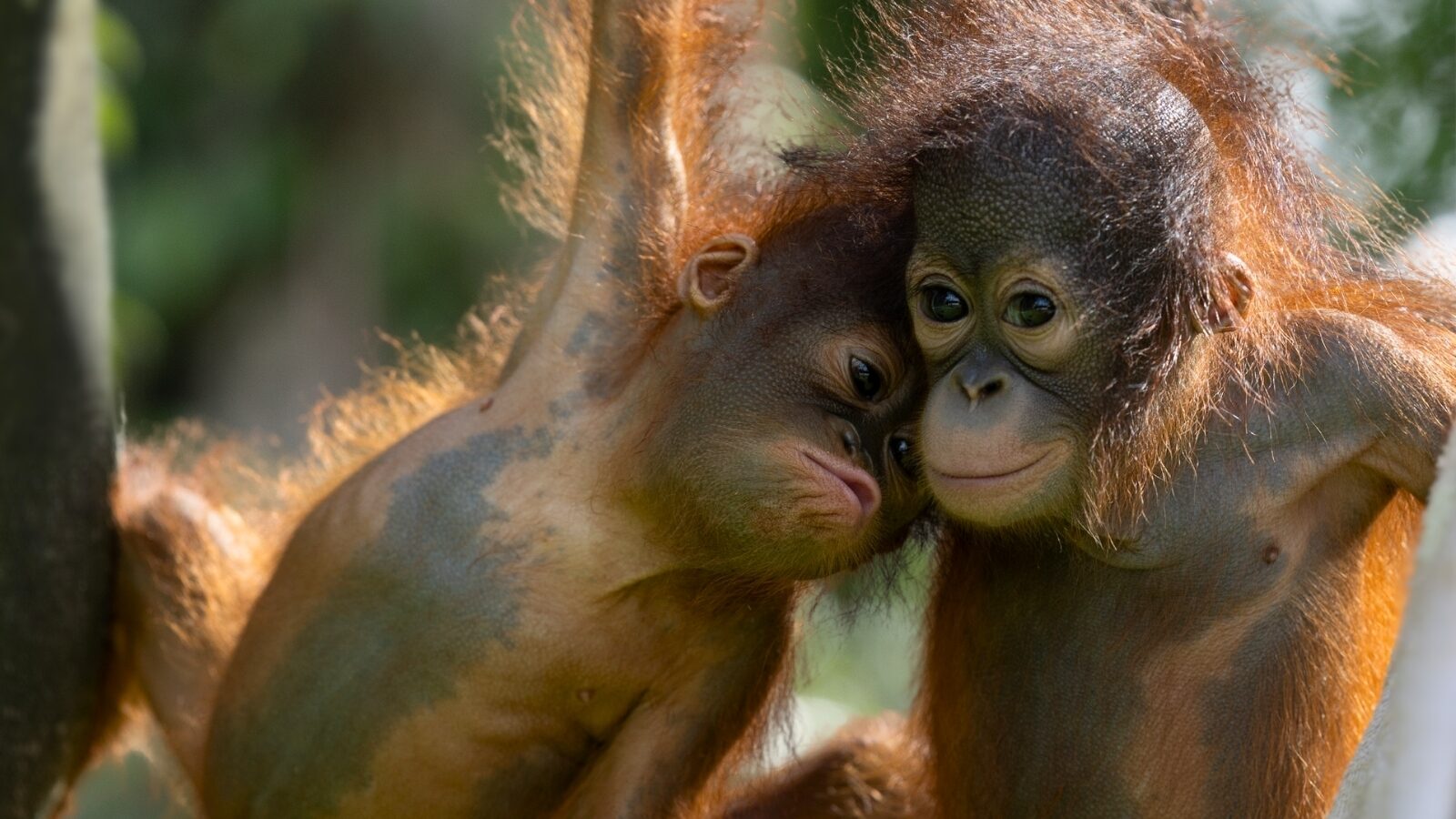 How you can adopt an orangutan. Orangutan Appeal UK