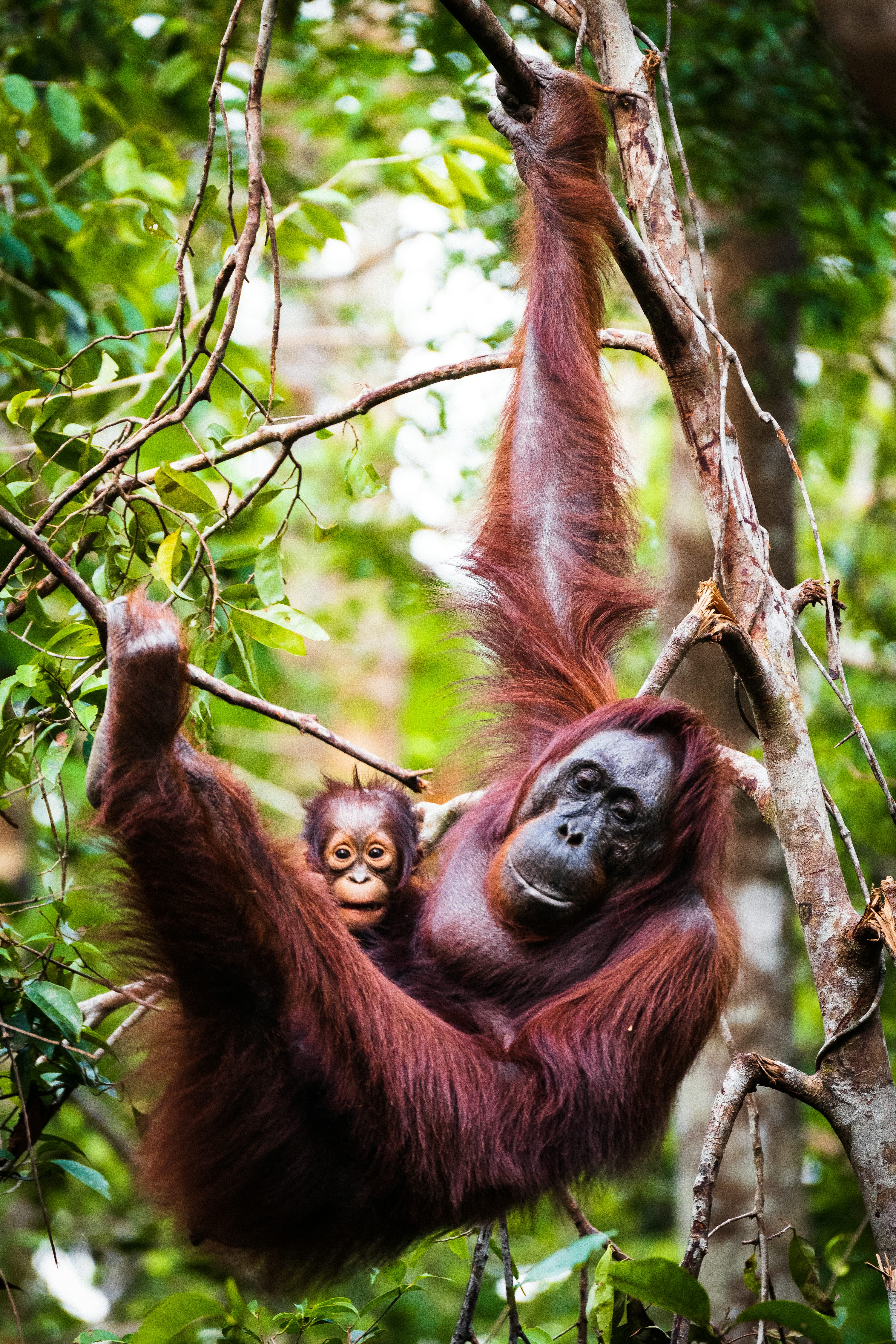 Orangutan Picture. Download Free Image