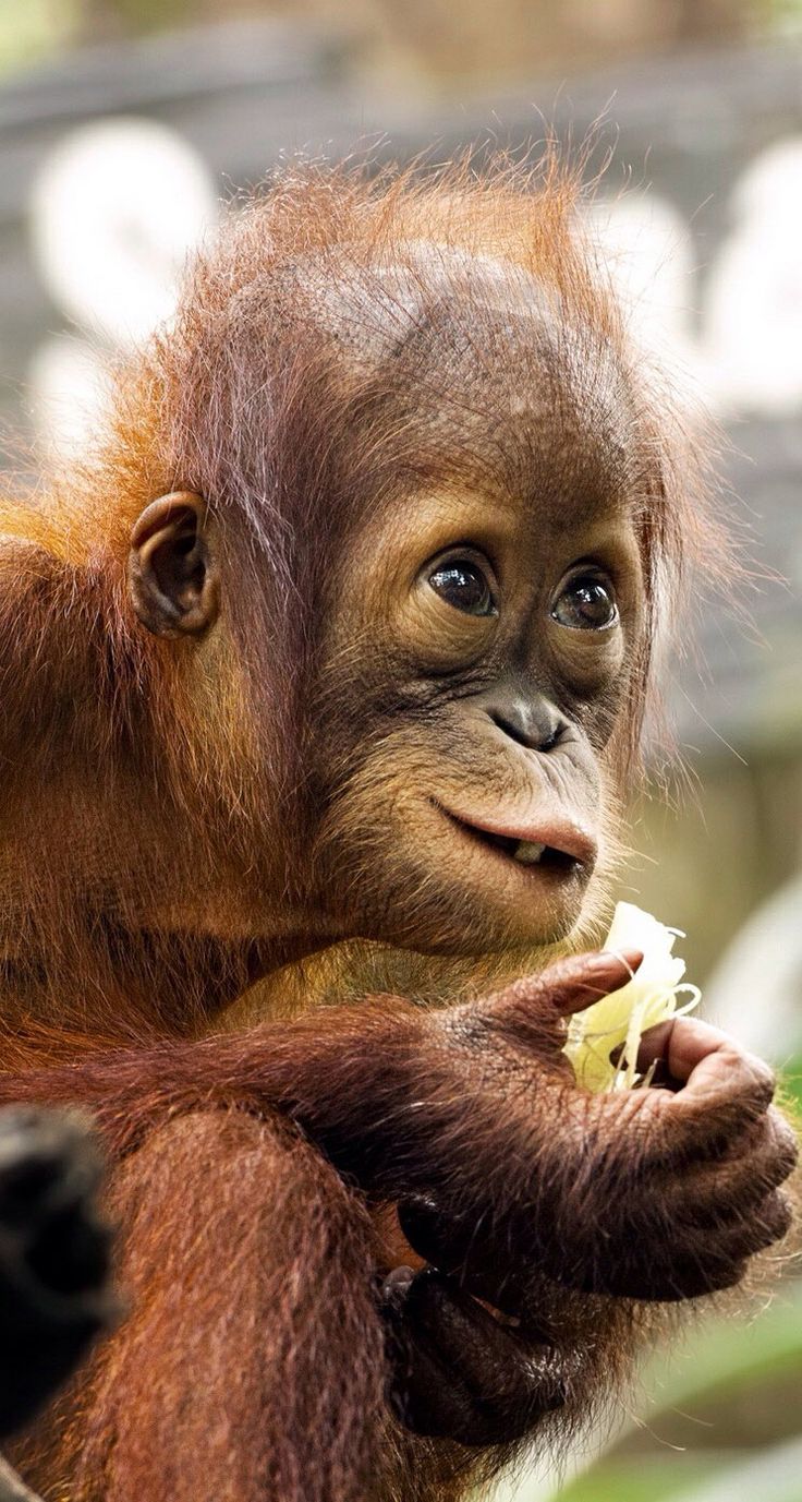 Cute Baby Orangutan Eating in a Tree