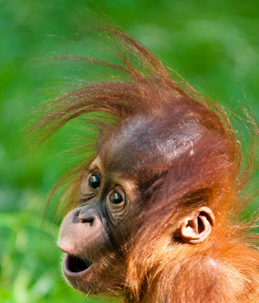 Download A Baby Orangutan With A Long Hair