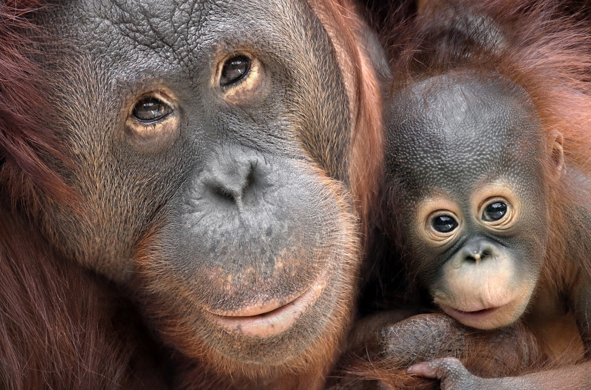 Download Baby Animal Primate Monkey Animal Orangutan HD Wallpaper