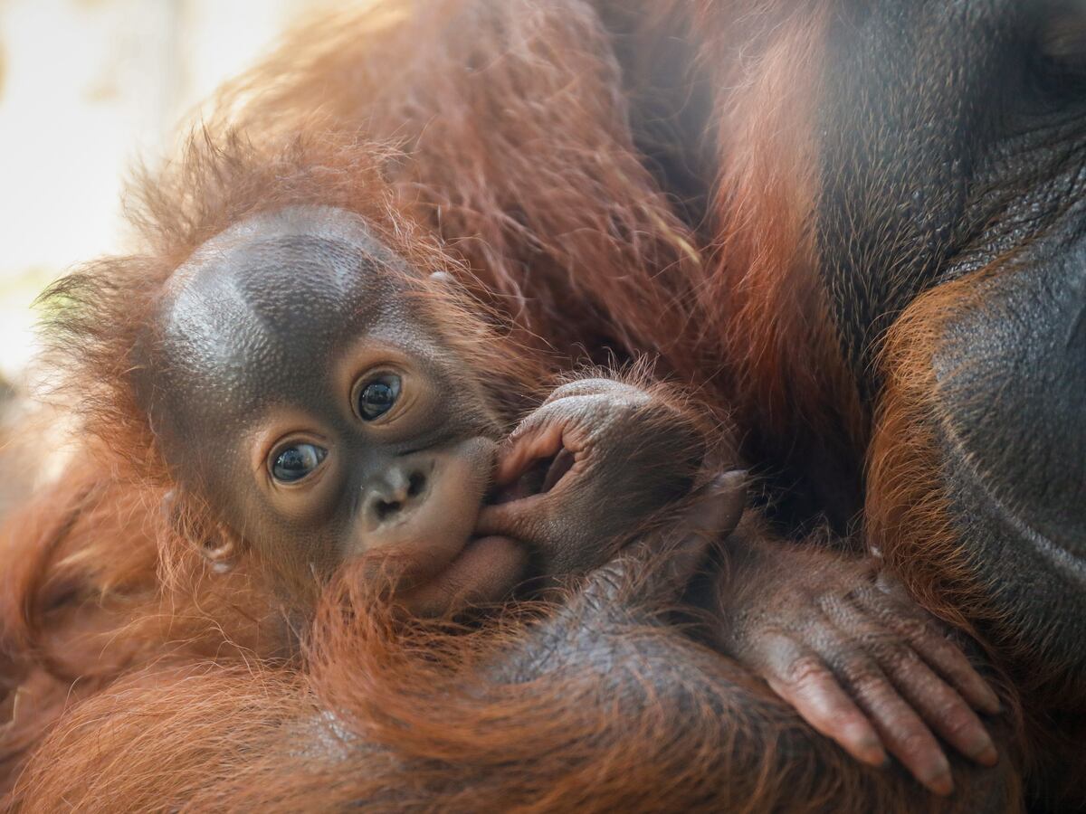 Meet Stella, the baby orangutan melting hearts at Busch Gardens in Tampa