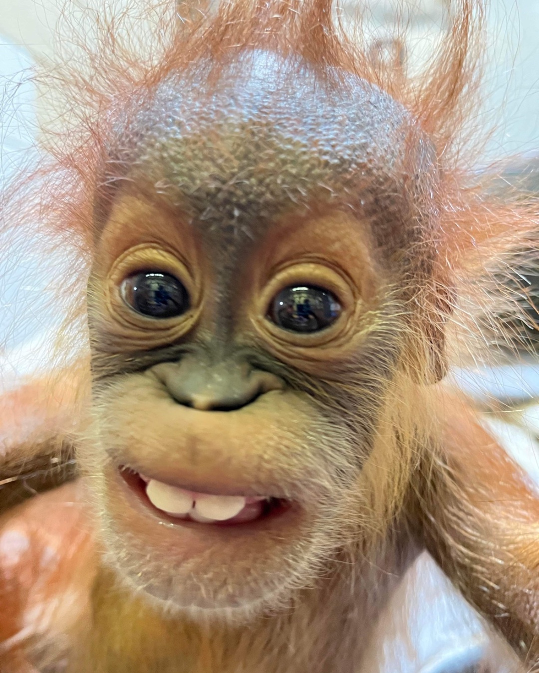 Denver Zoo Conservation Alliance #MondayMood Check In: Which Adorable Photo Of Siska The Baby Sumatran Orangutan Captures Your Vibe Today? Tag Yourself And Drop A