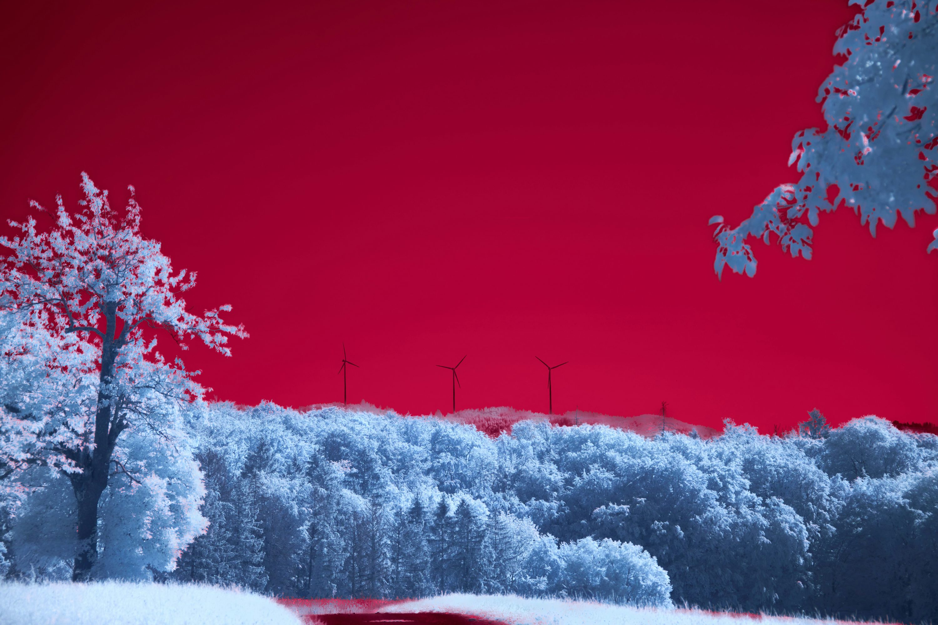 A red sky and some trees in the snow photo