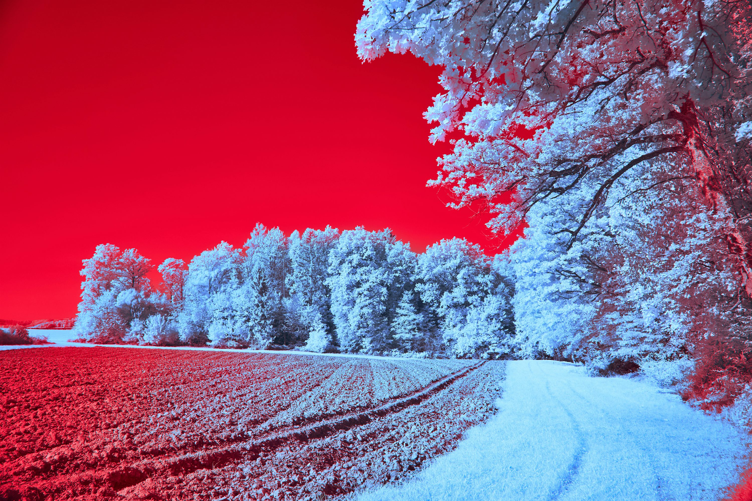 A snow covered field with a red sky in the background photo