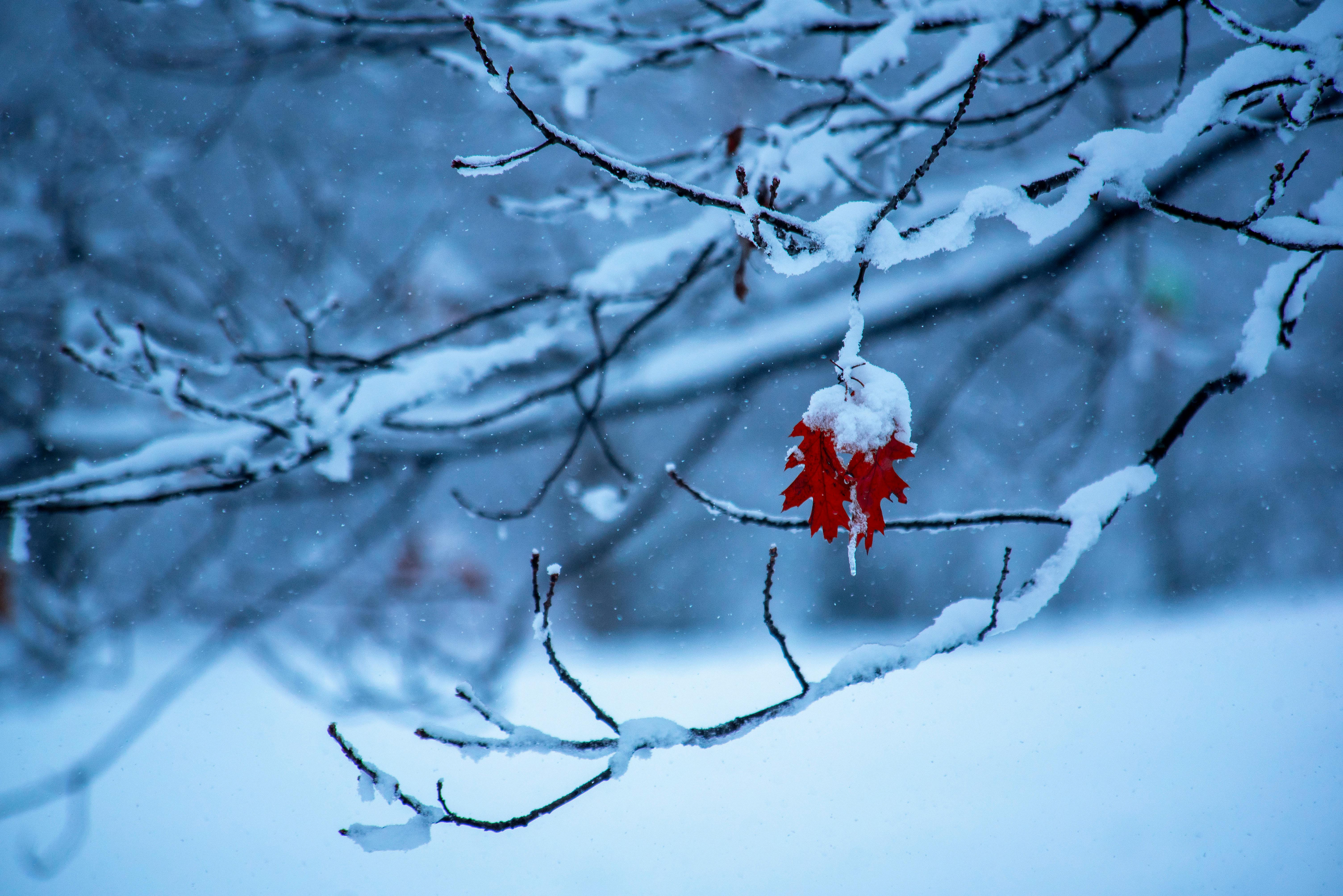 Stem of a Tree Covered With Snow · Free