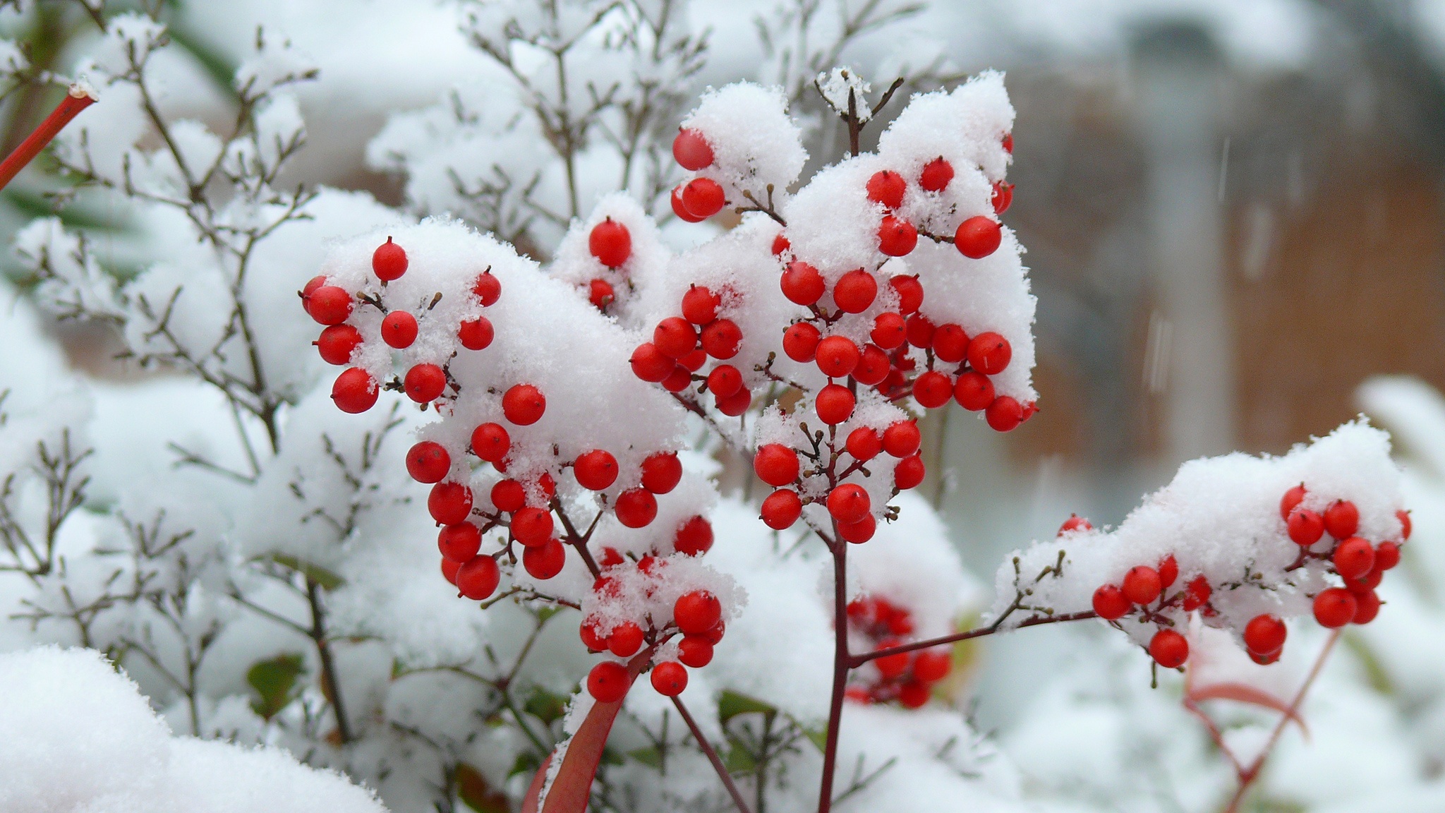 Wallpaper Red Round Fruits Covered With Snow, Background Free Image