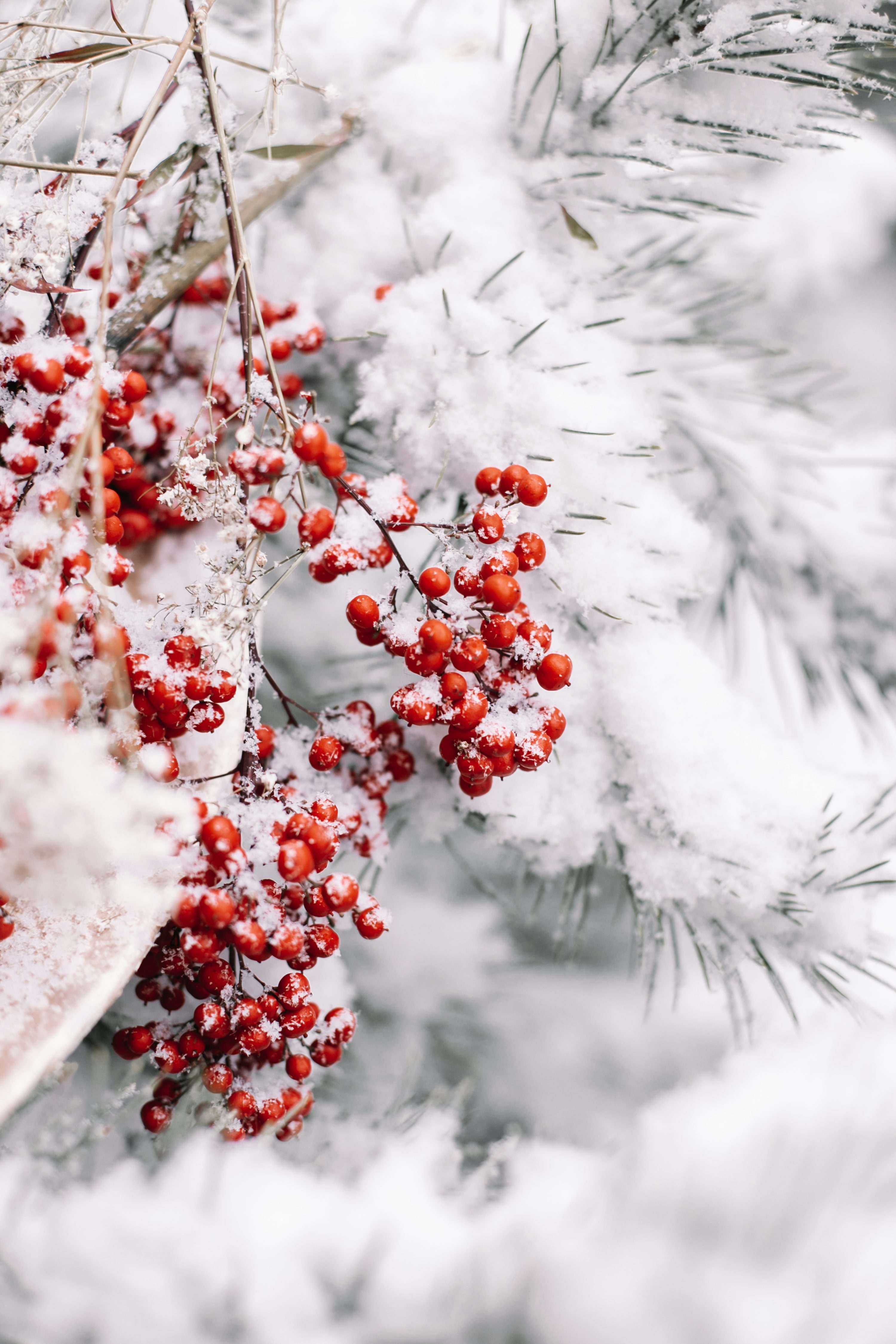 Red round fruits covered with snow photo