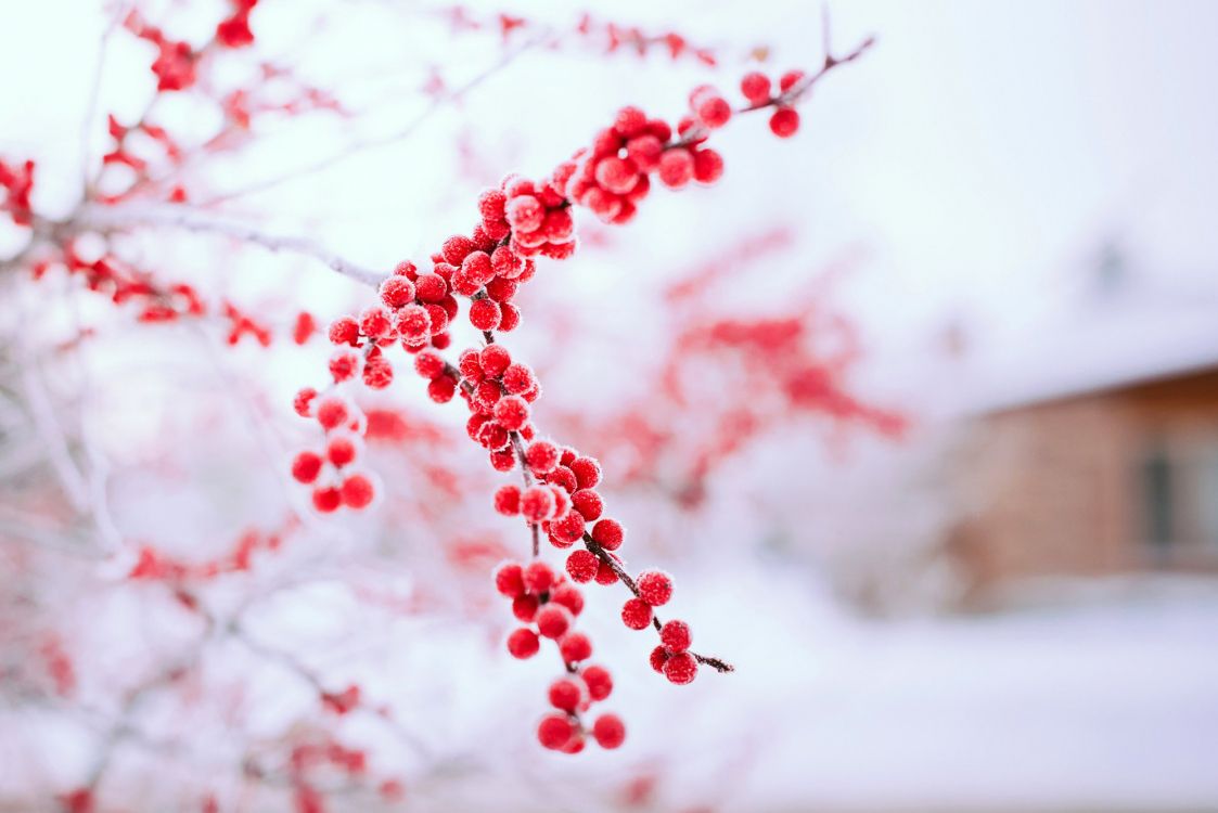 Wallpaper Red Round Fruits on White Snow, Background Free Image
