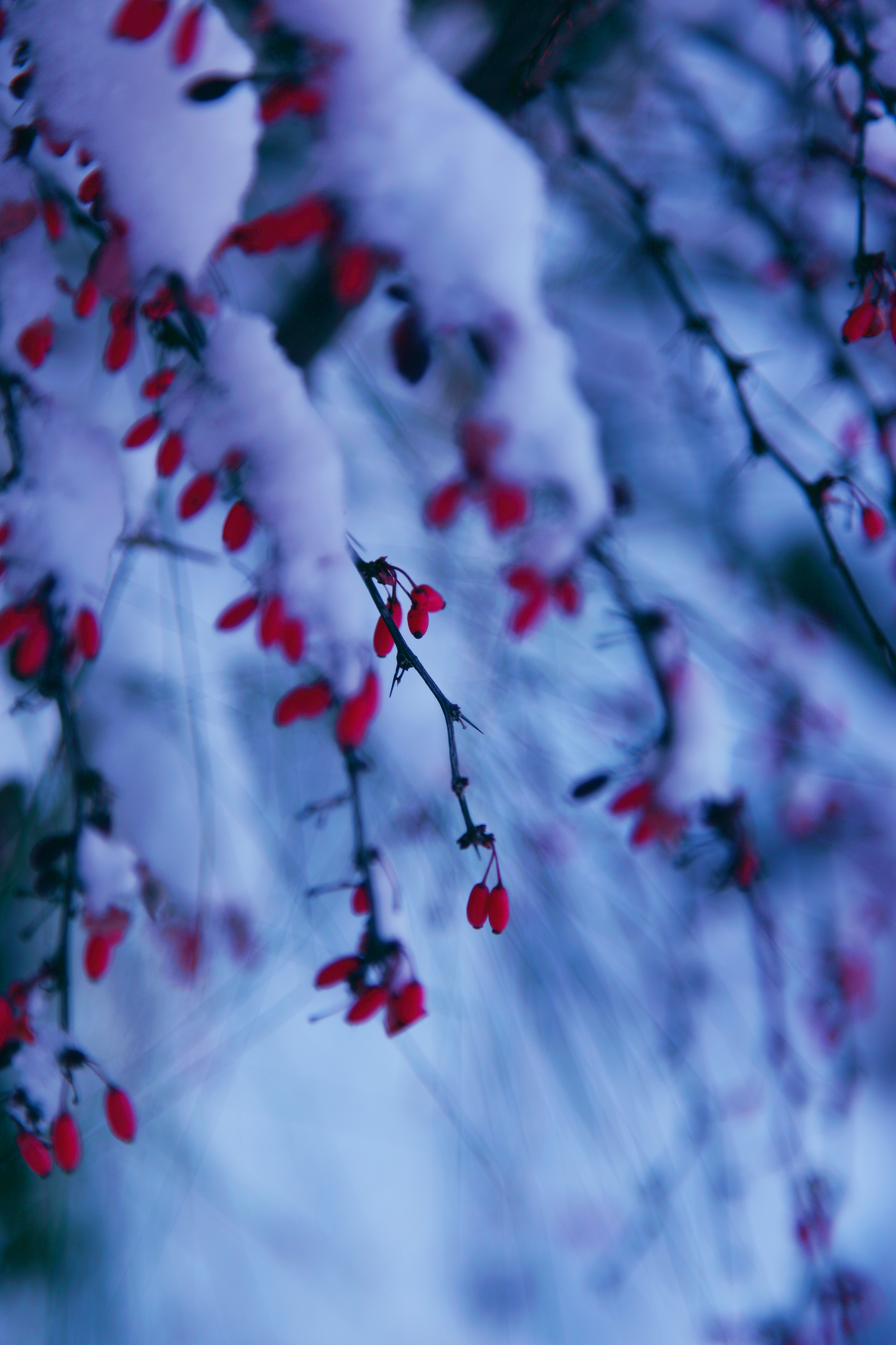 Red Winter Berries in Snow free Creative