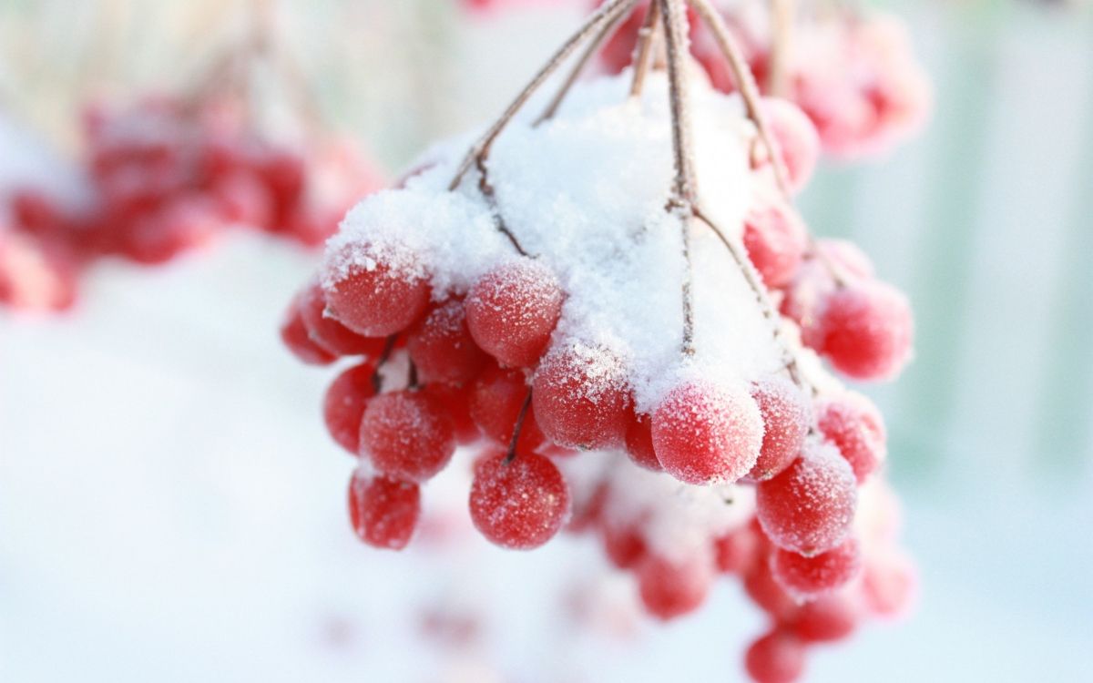 Wallpaper Red and White Flower Covered With Snow, Background Free Image