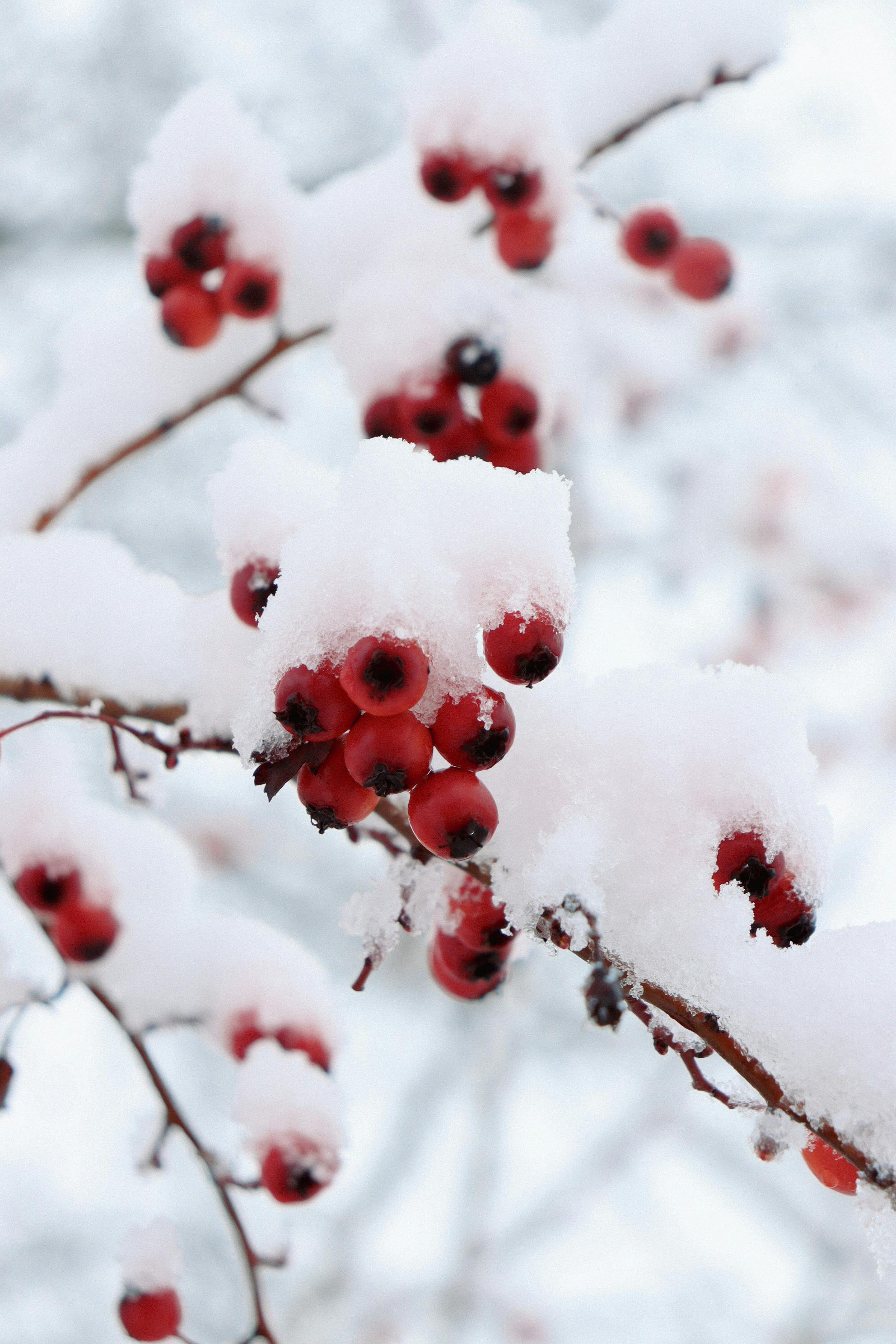 Close up of Red Berries in Winter · Free