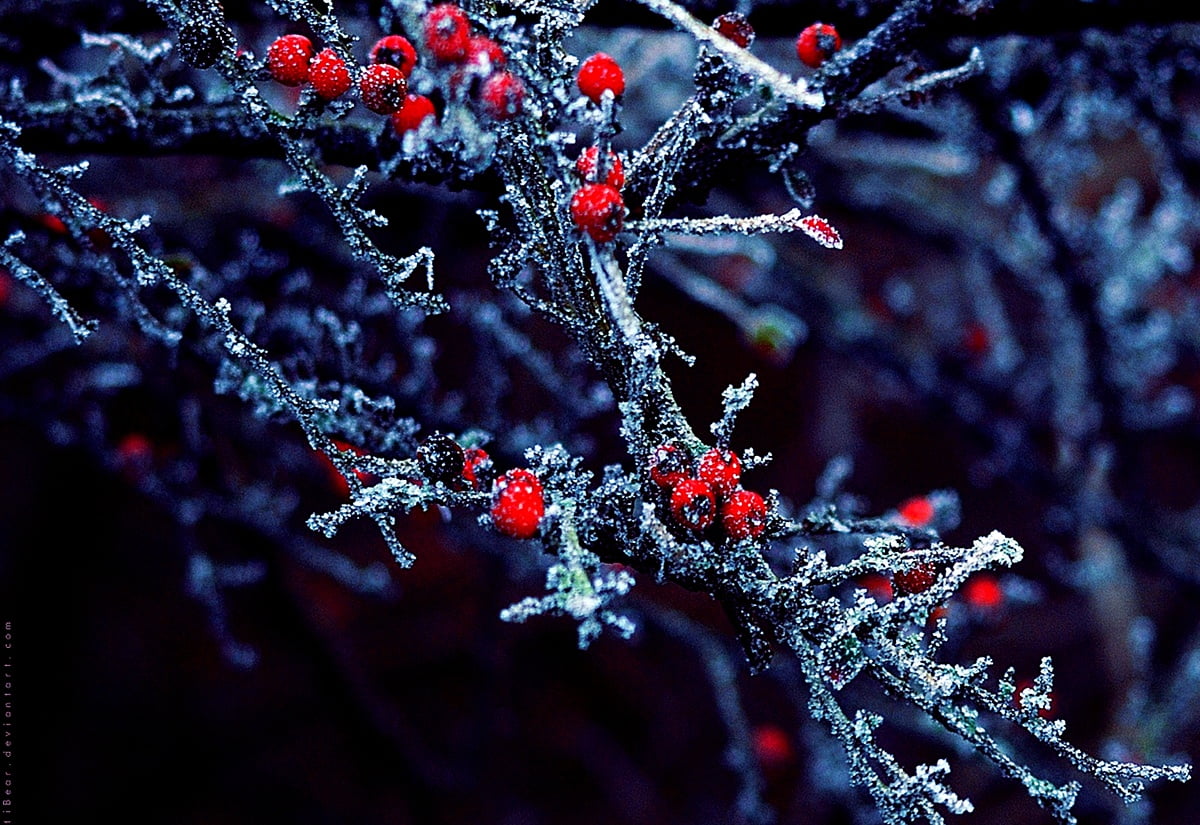 Winter, Frost, Red background. FREE Download picture