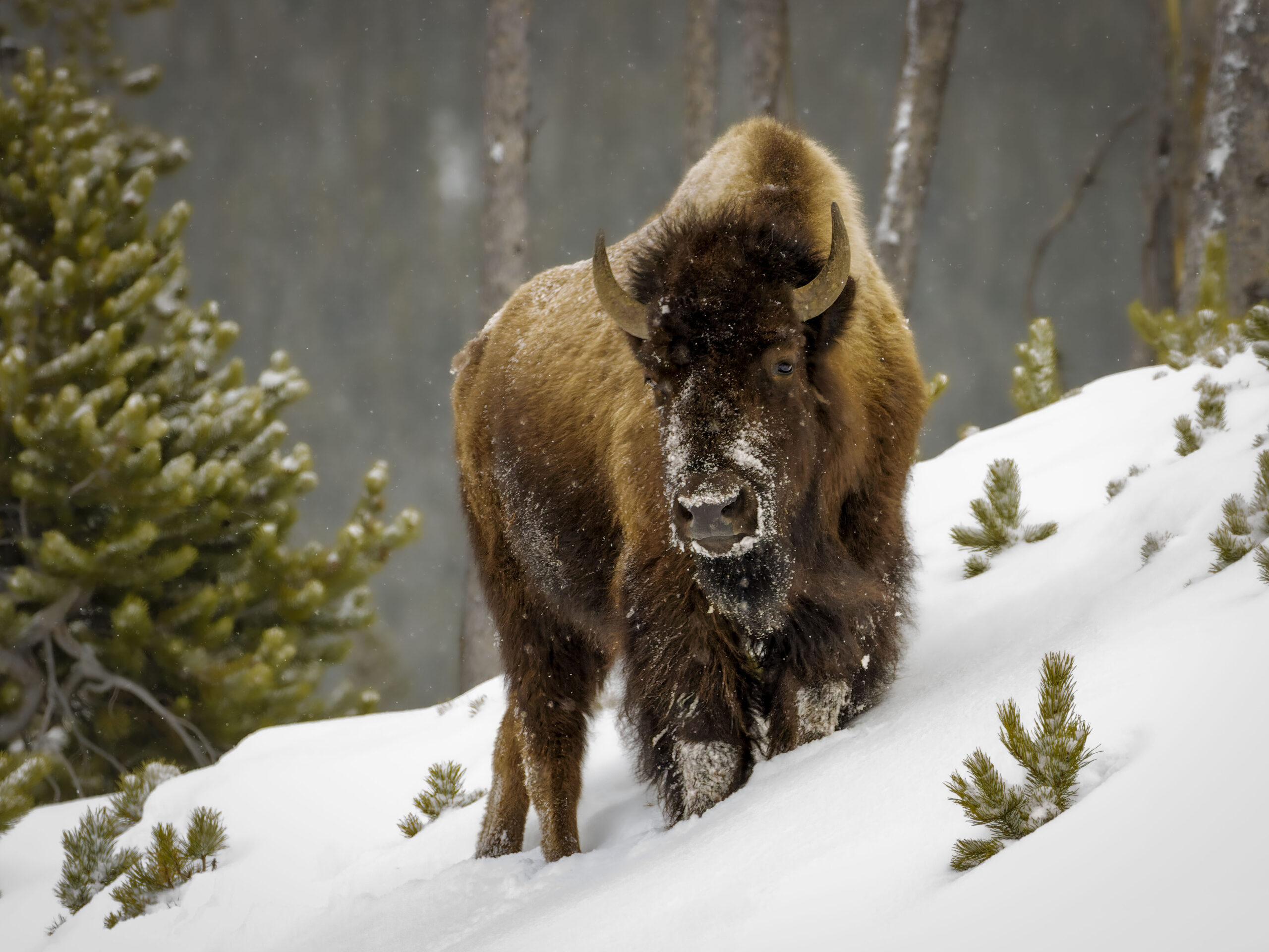 Yellowstone in Winter Center of the Arts