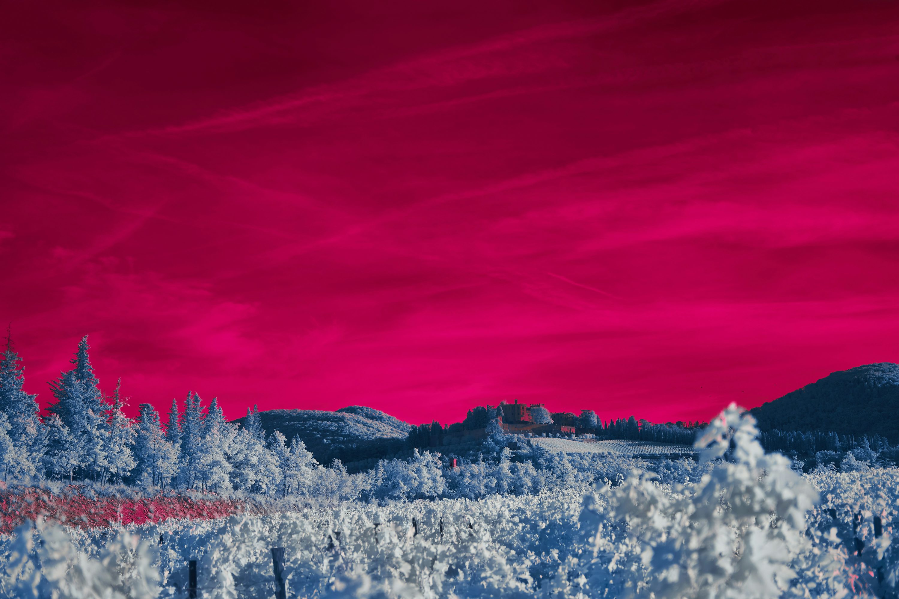 A red sky over a snow covered forest photo