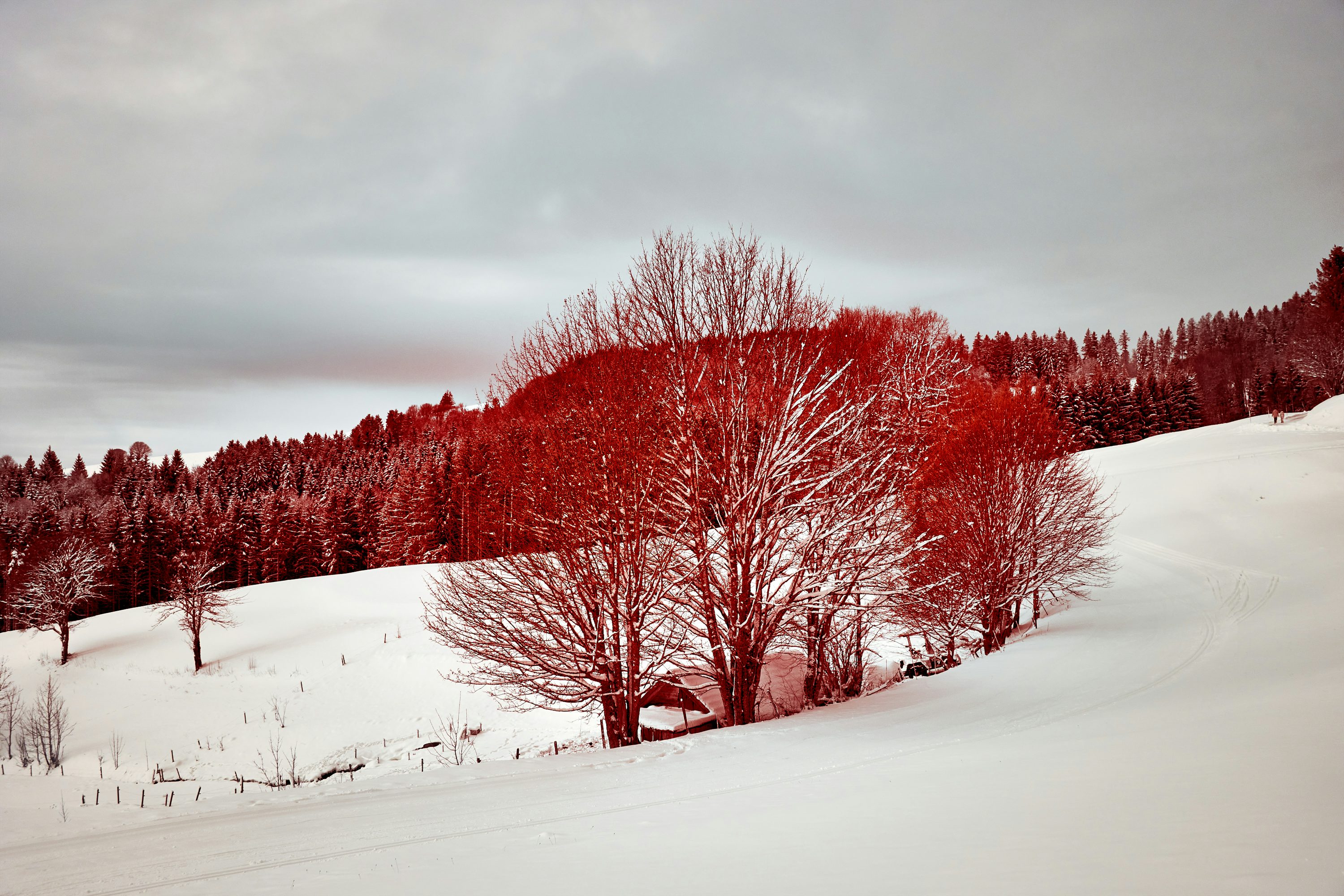 Red trees on snow covered ground photo