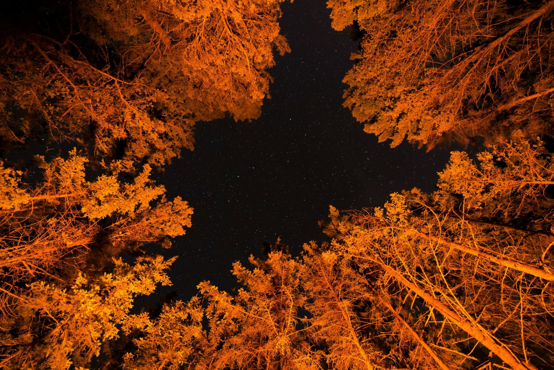 Starlit Orange Canopy