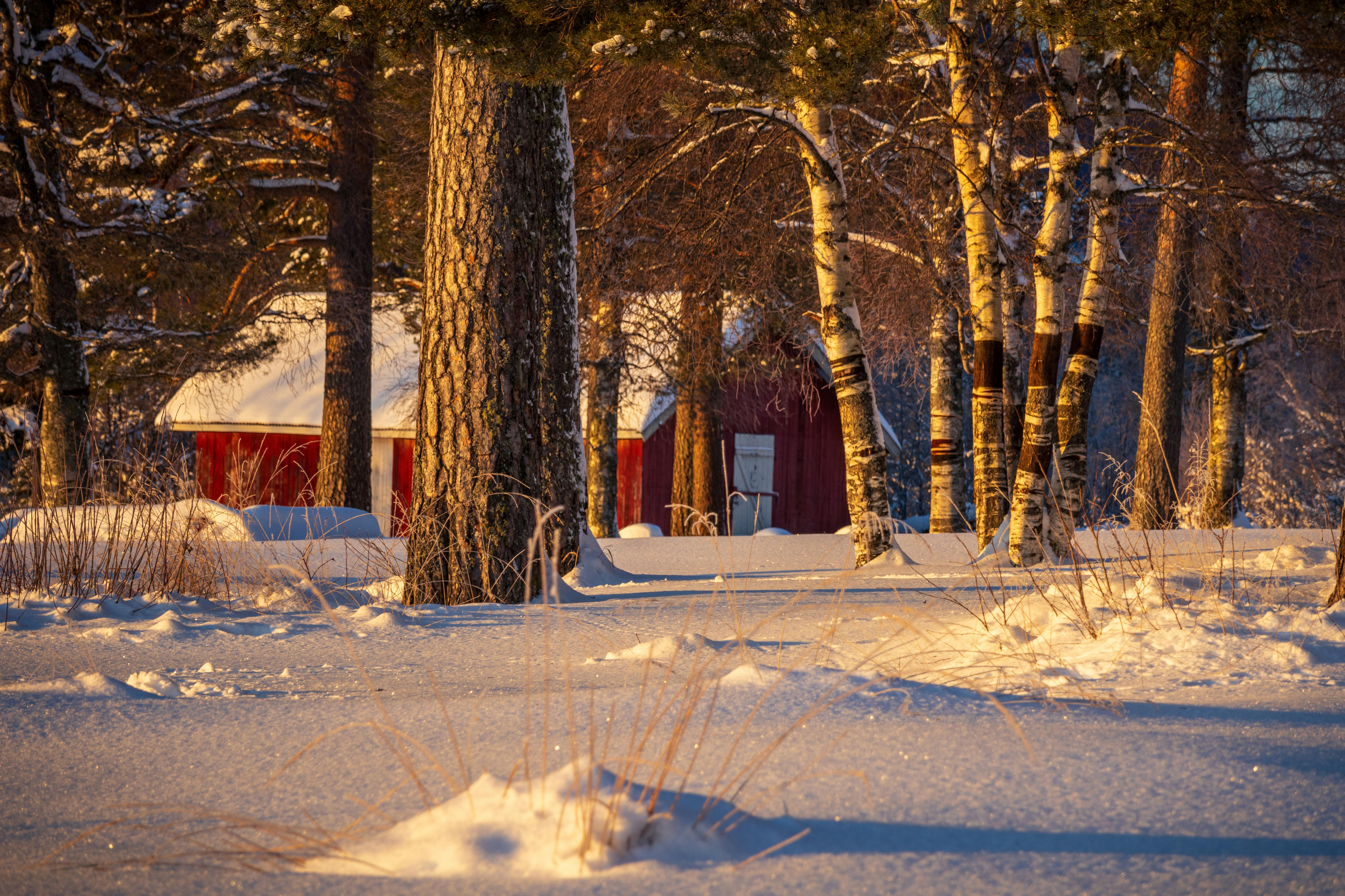 Winter Snow Scene with Red Cabin and Birches · Free