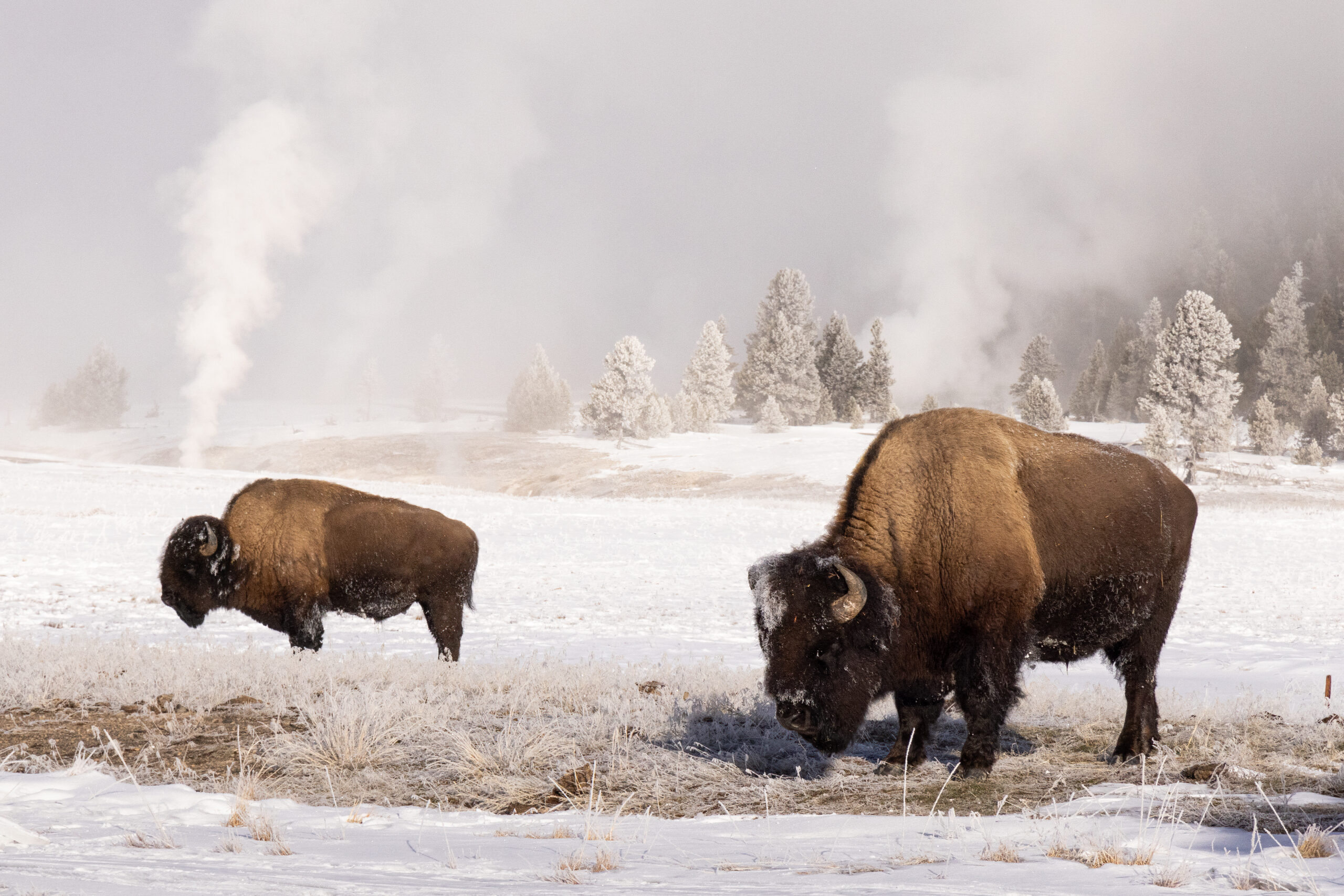 Yellowstone in Winter Snowy Wonderland of Wildlife and Geysers