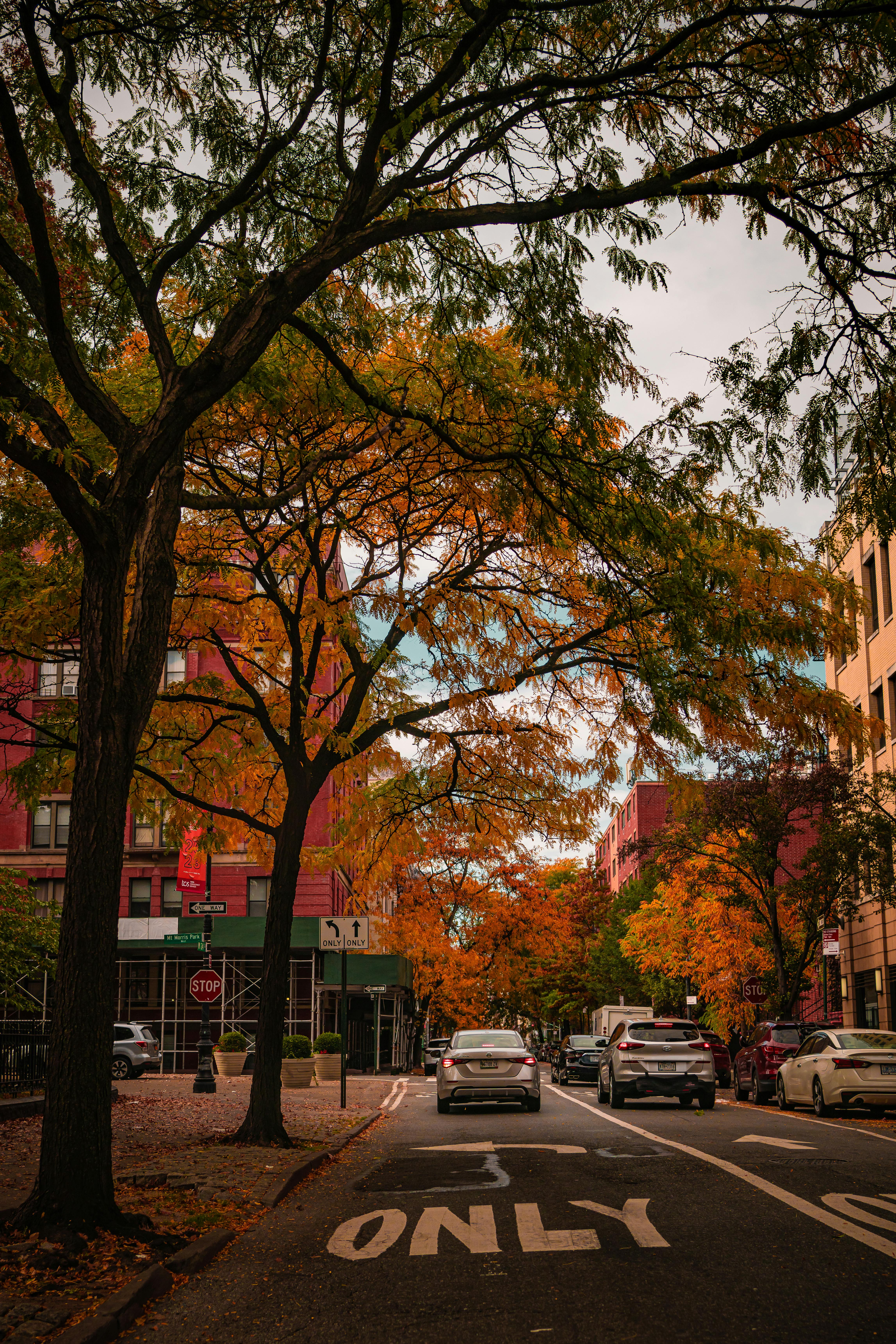 Autumn Street in New York City · Free