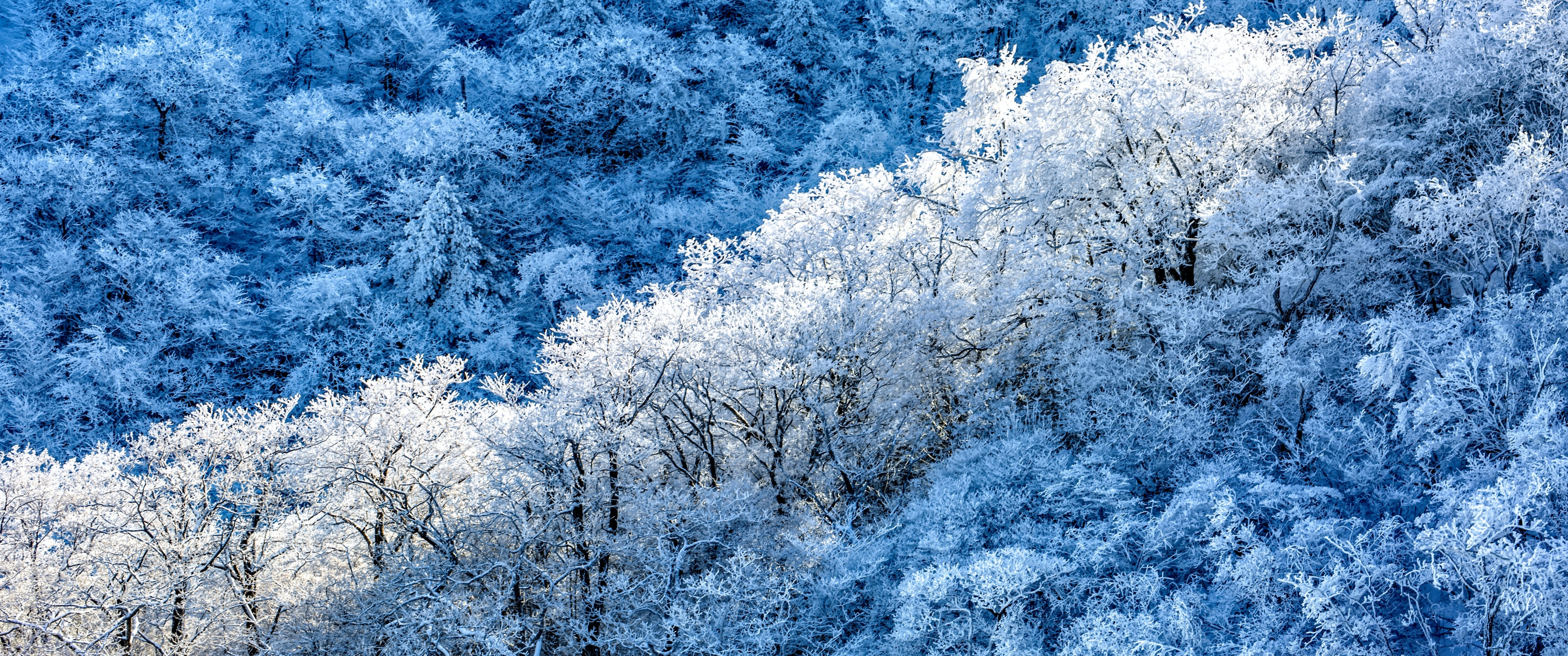 Winter forest Wallpaper 4K, Snow covered, Sunny day, 5K