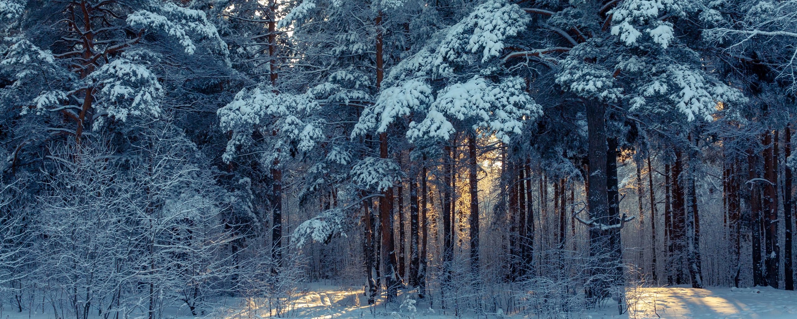 Download wallpaper 2560x1024 forest, winter, snow, trees, winter landscape ultrawide monitor HD background