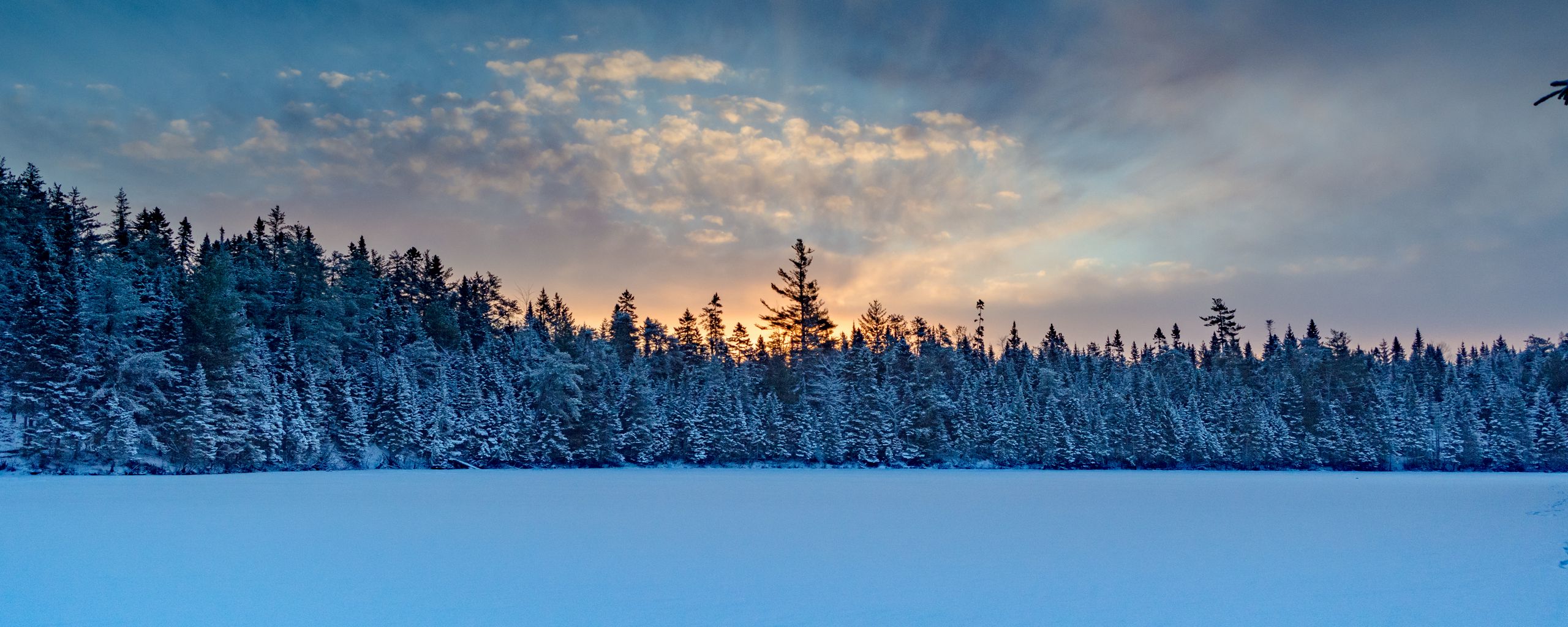 Download wallpaper 2560x1024 winter forest, spruce, snow ultrawide monitor HD background