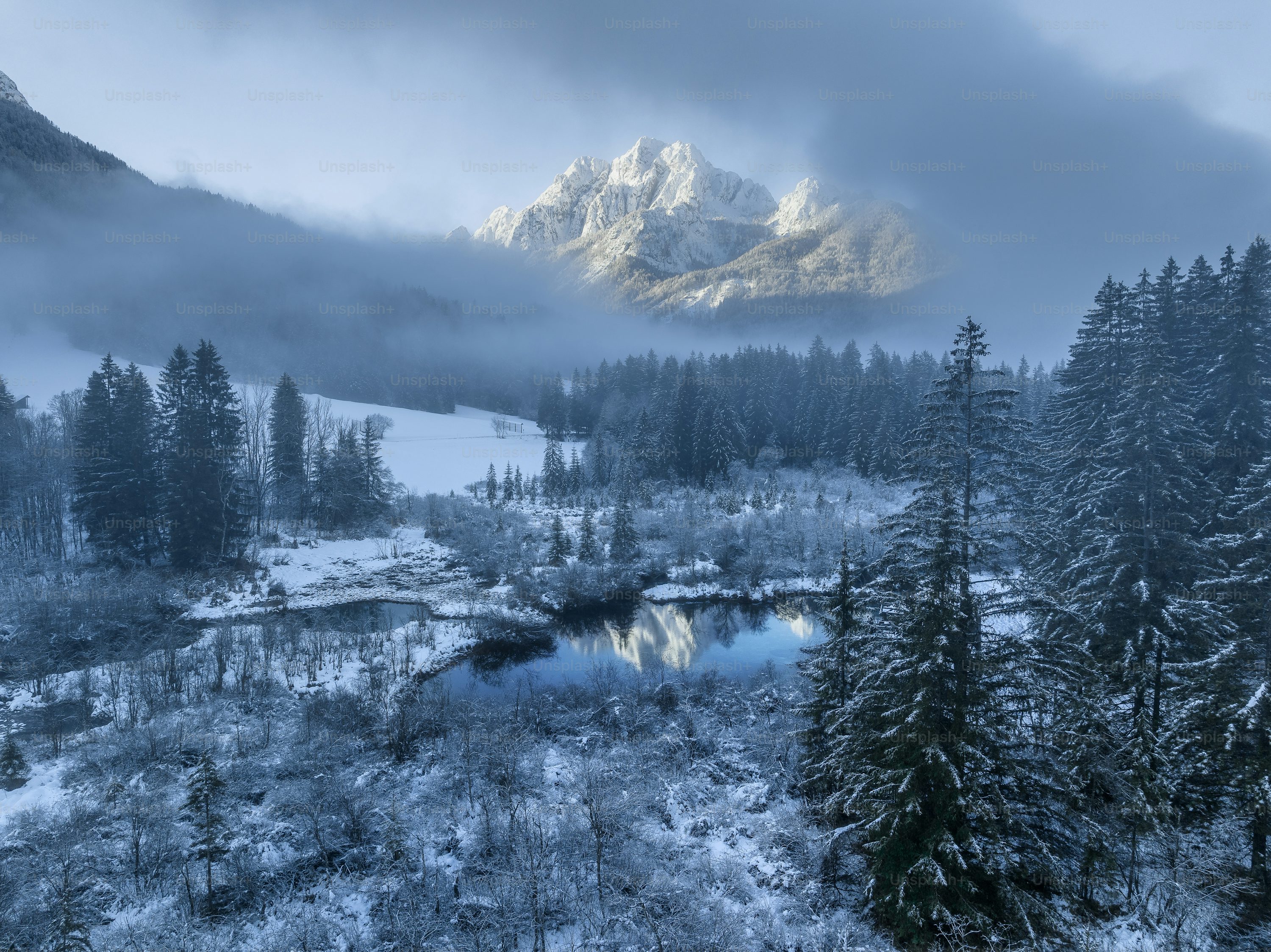 Winter Forest Picture. Download Free Image