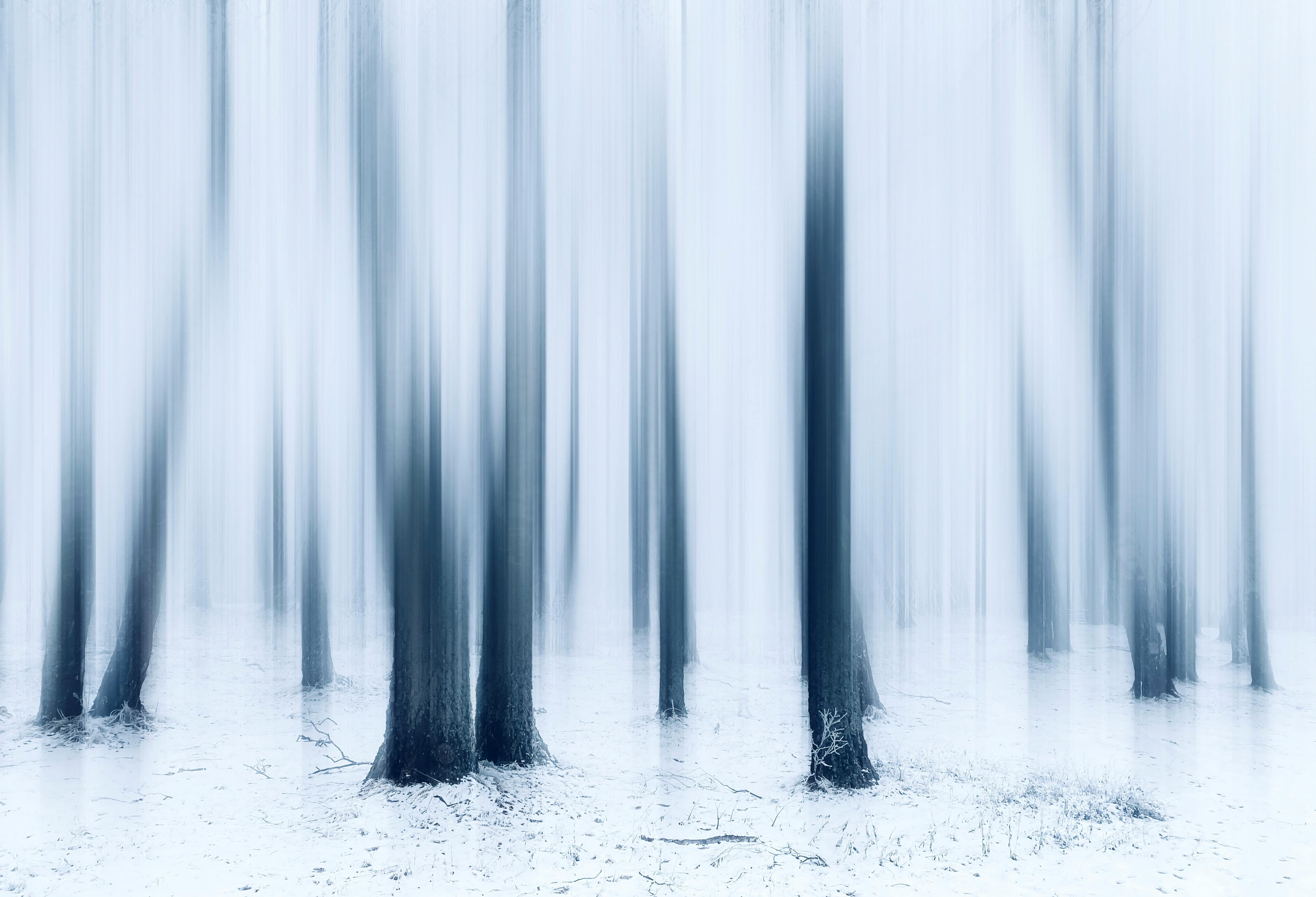 Ethereal Winter Forest Blurred Abstract Image · Free