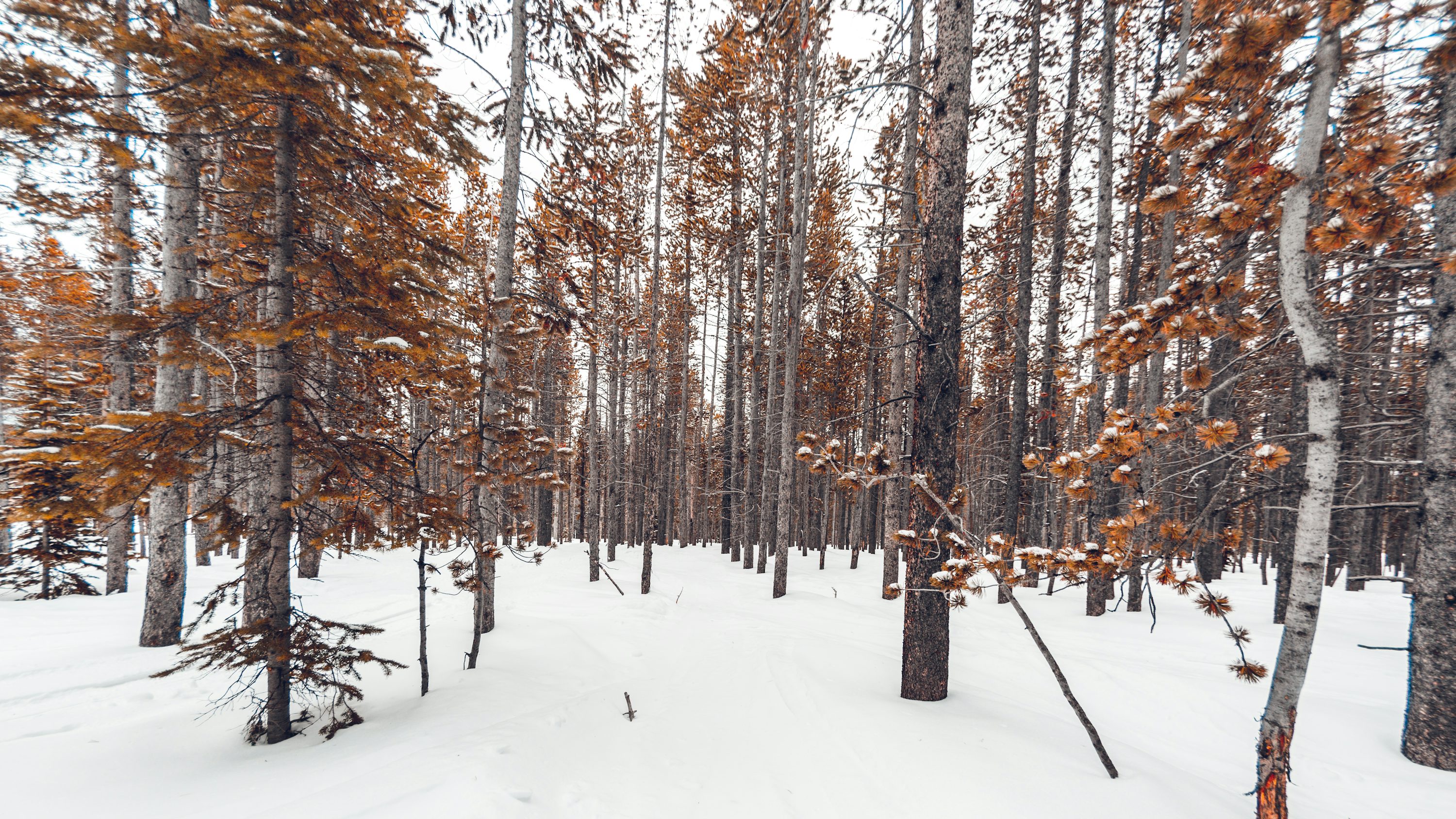Winter Forest Picture. Download Free Image