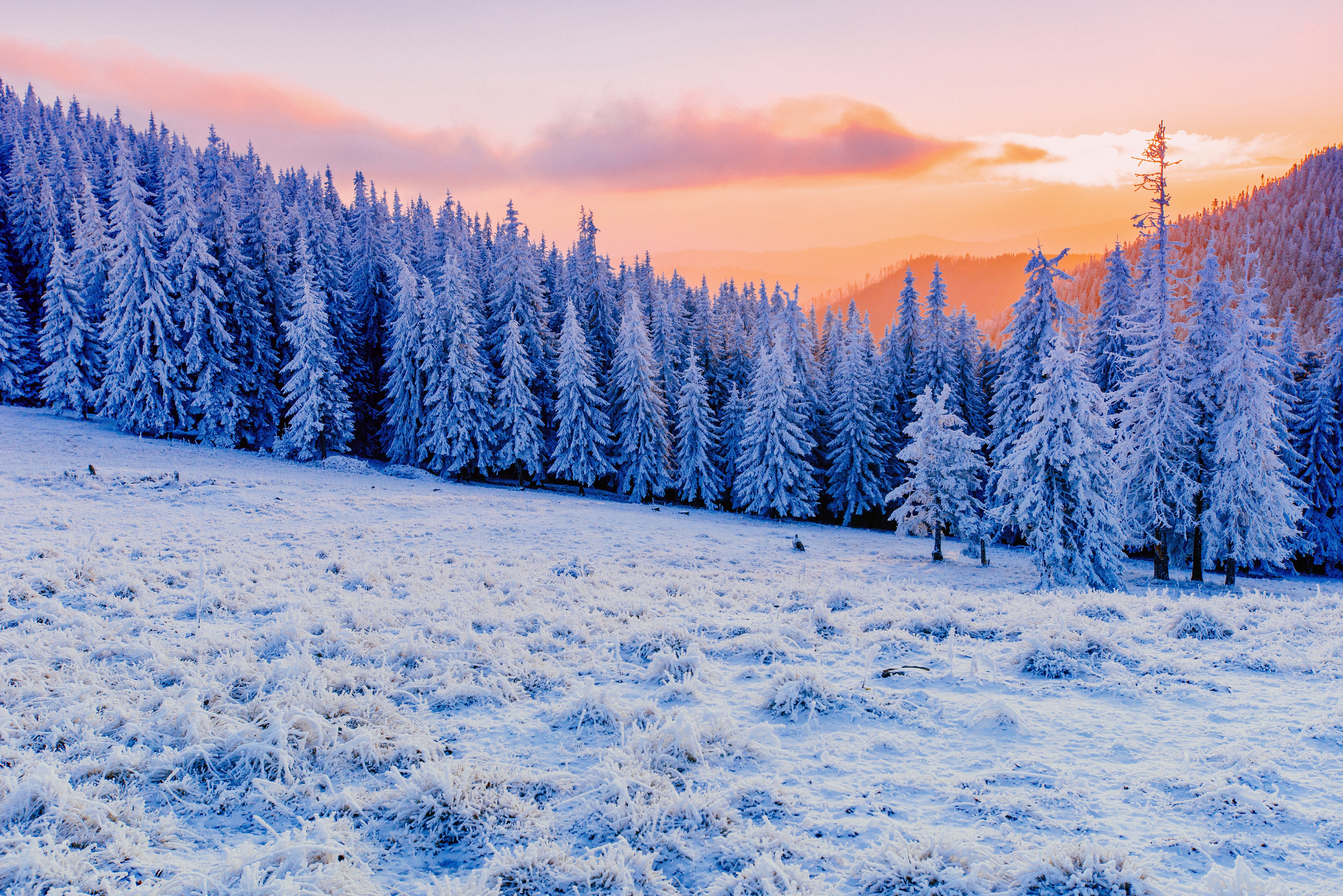 Winter Mist Sunlight Clod Hills Forest 5k UltraWide Quad HD 1440P , HD 4k Wallpaper, Image, Background, Photos and Picture