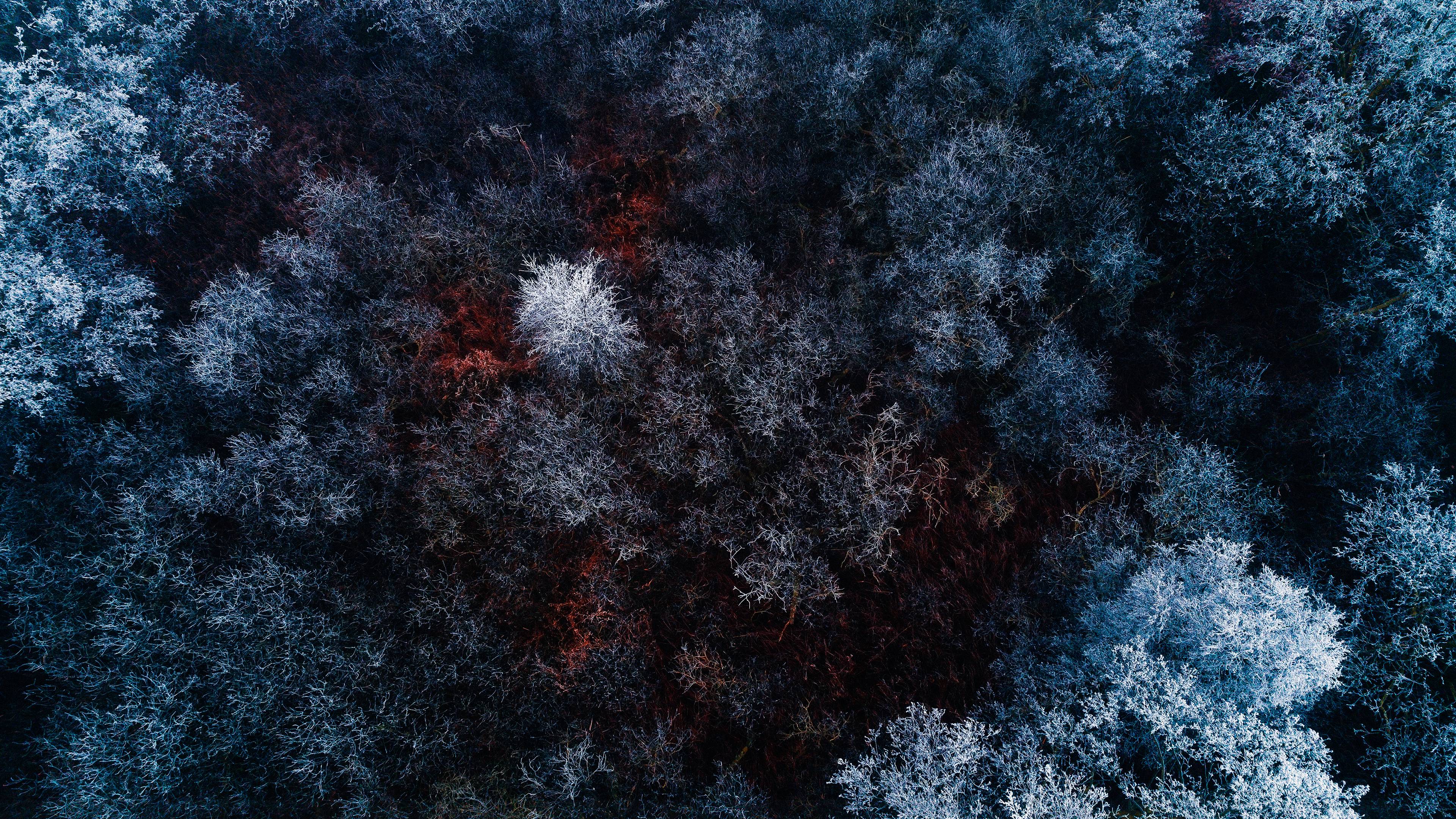 The Red Ice Forest UltraWide Quad HD 1440P , HD 4k Wallpaper Image, Background, Photos and Picture