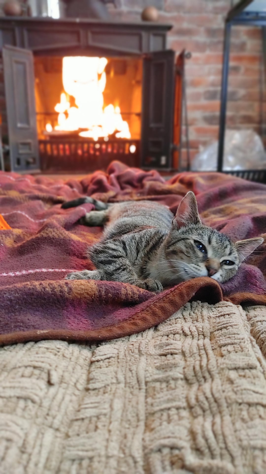 Fresh baked kitten!