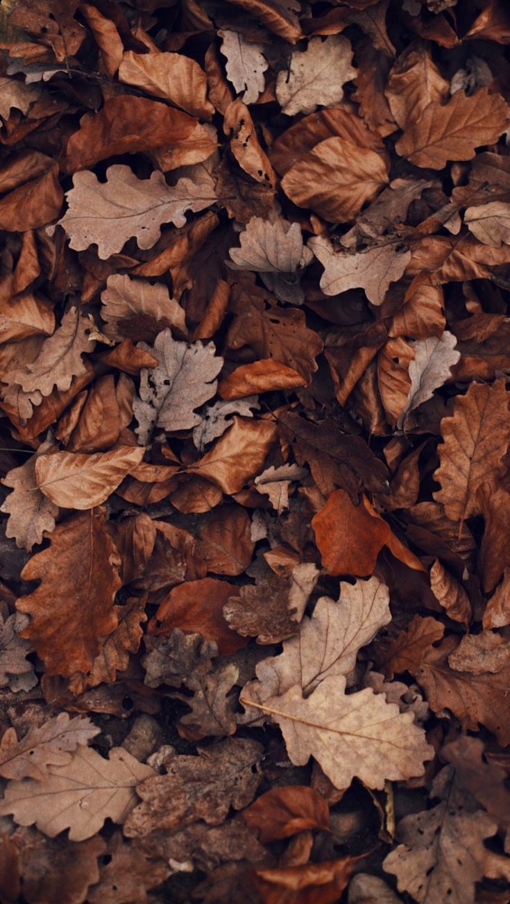 my pins. Cute fall wallpaper, Fall wallpaper, Brown aesthetic