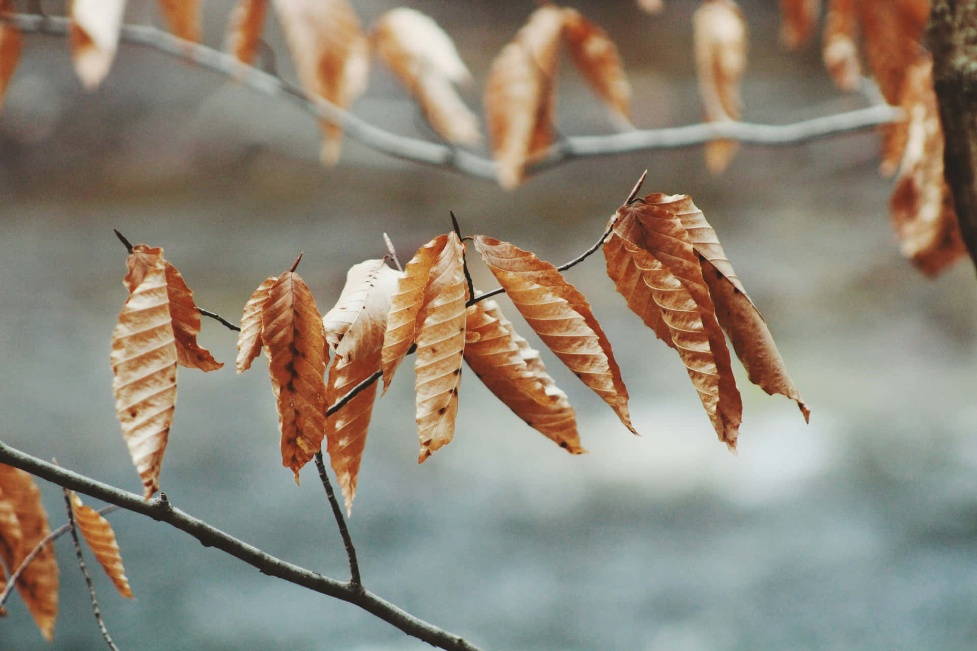 Brown Fall Aesthetic Wallpaper
