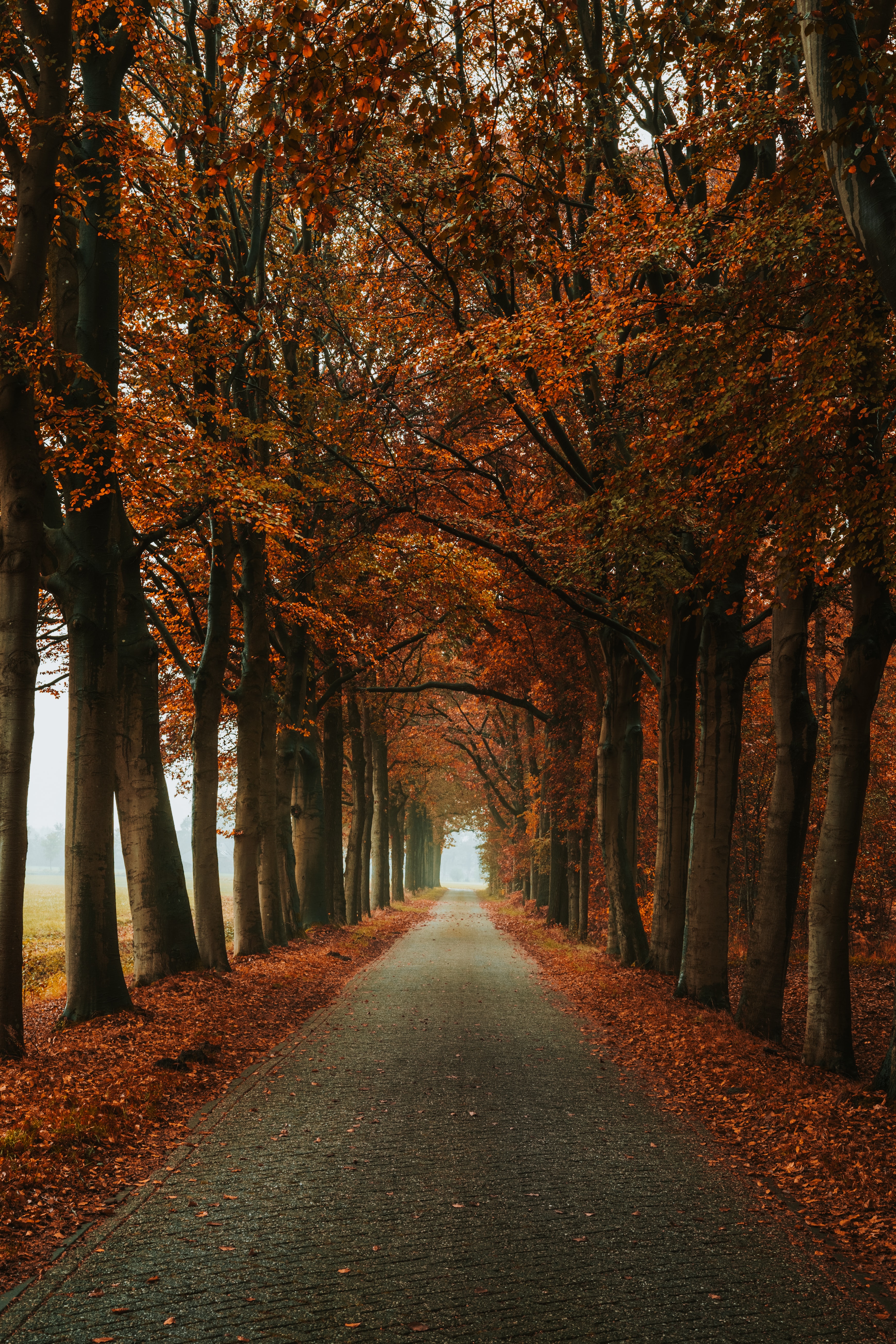 Autumn Phone Wallpaper: Free 4K & HD Downloads