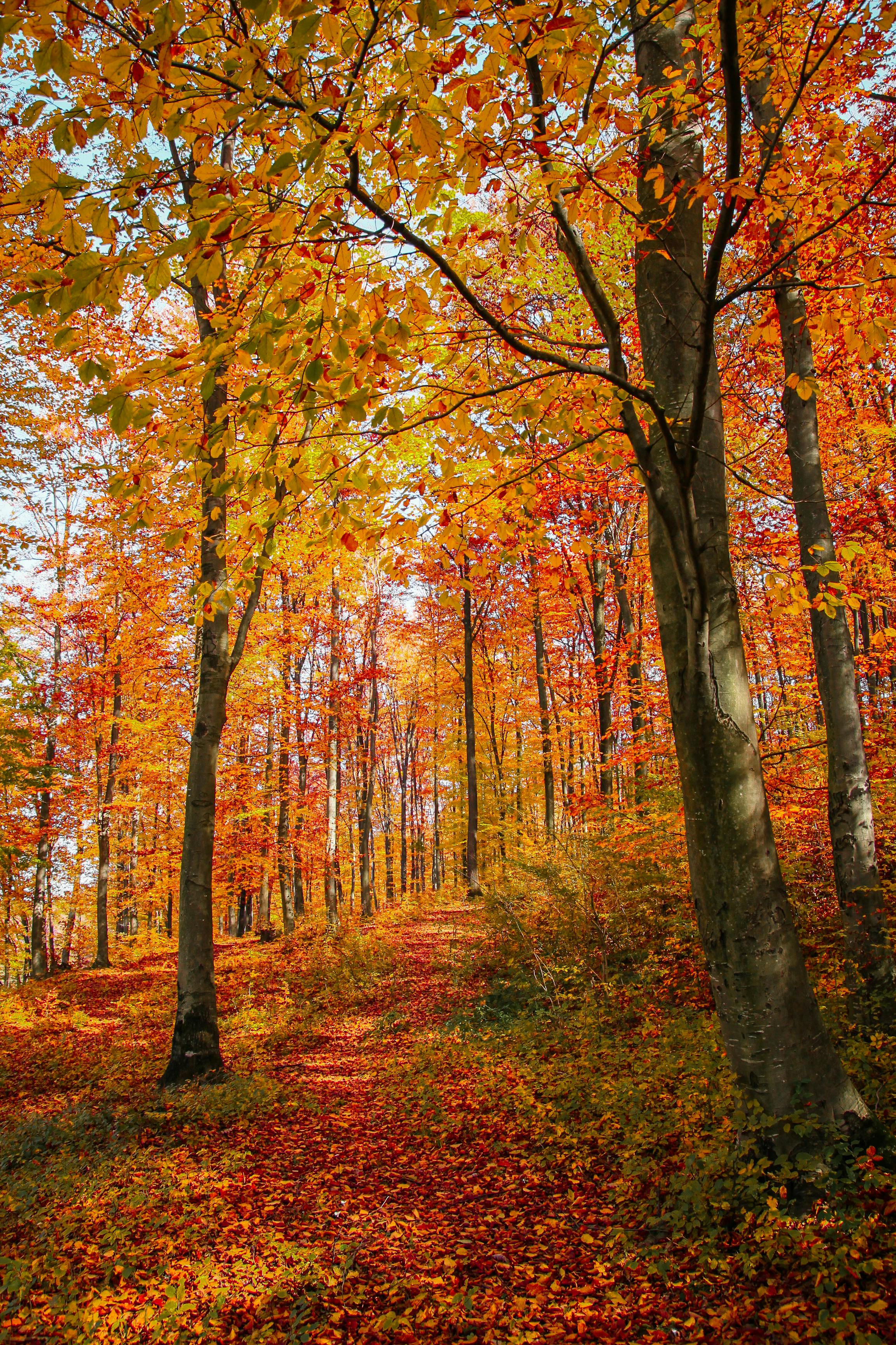 Colorful Forest in Autumn · Free