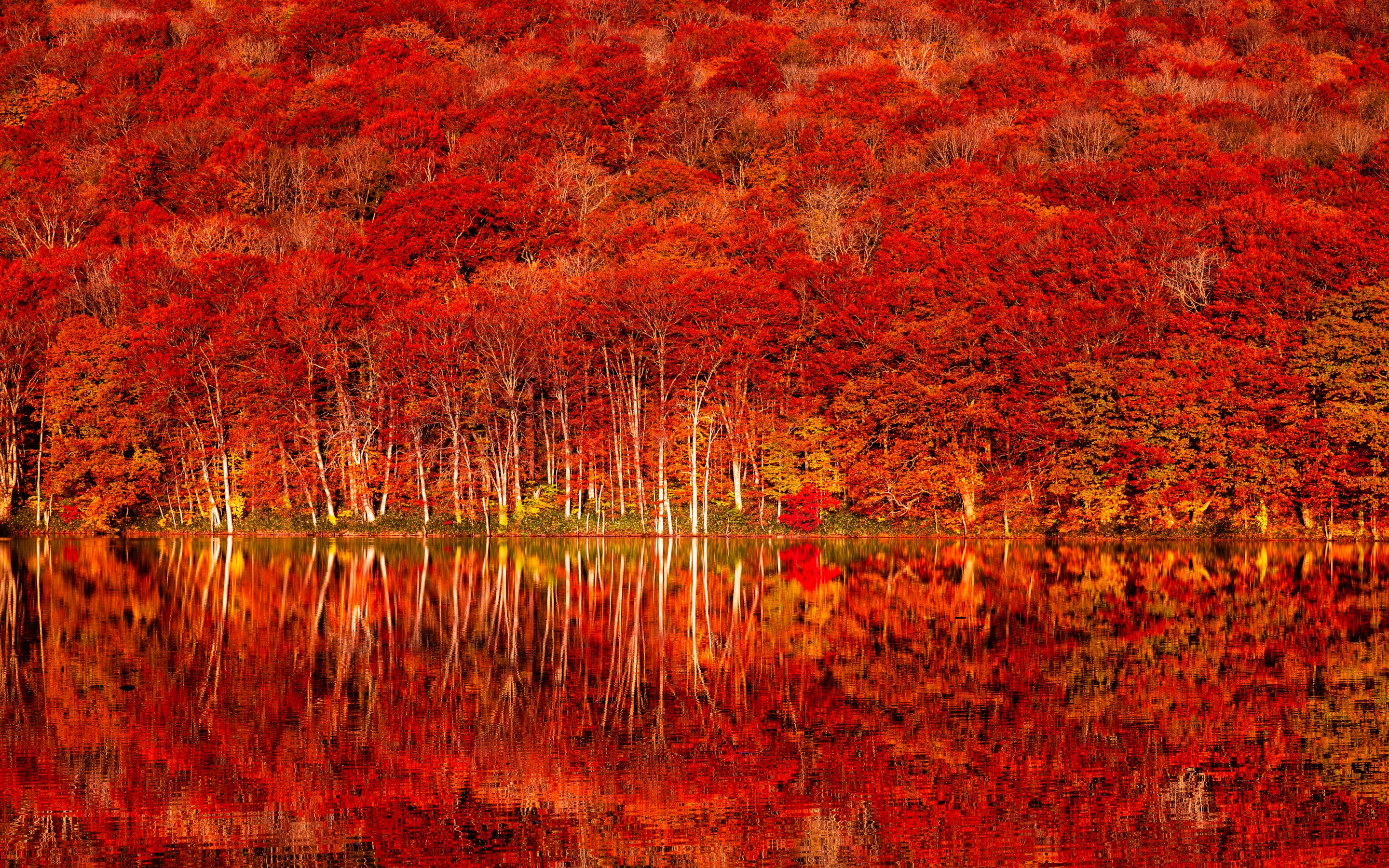 Autumn colors Wallpaper 4K, Tohoku, Autumn Forest