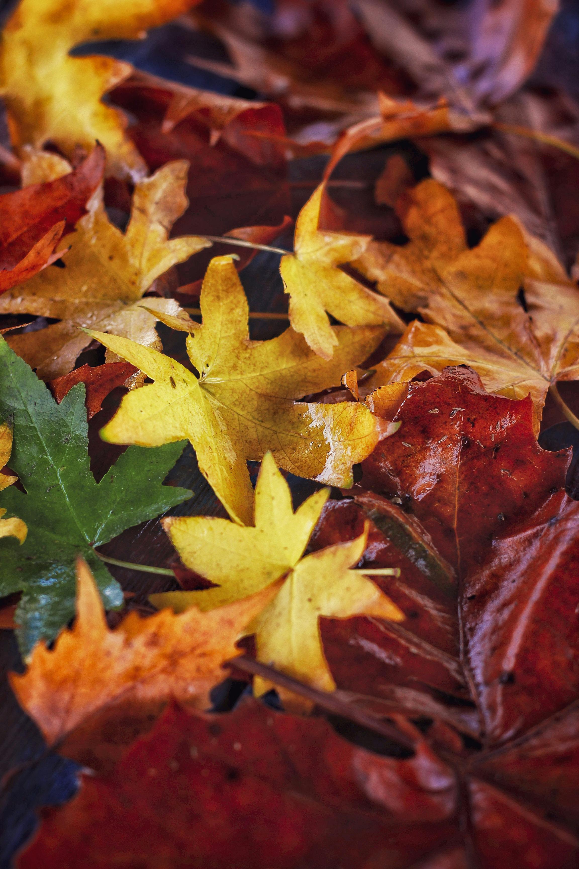 Colorful Autumn Leaves on the Ground · Free