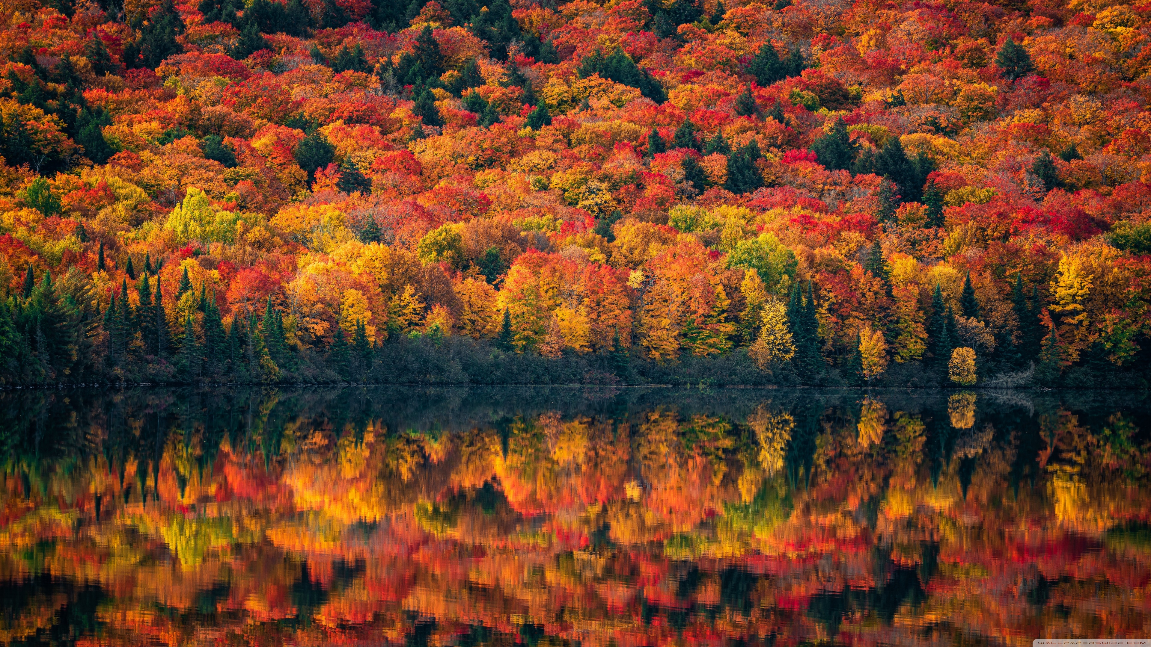 Beautiful Colors of Fall 4K UHD Wallpaper for UltraHD Desktop and TV, Widescreen and UltraWide Display, Dual Monitor, Smartphone and Tablet Devices