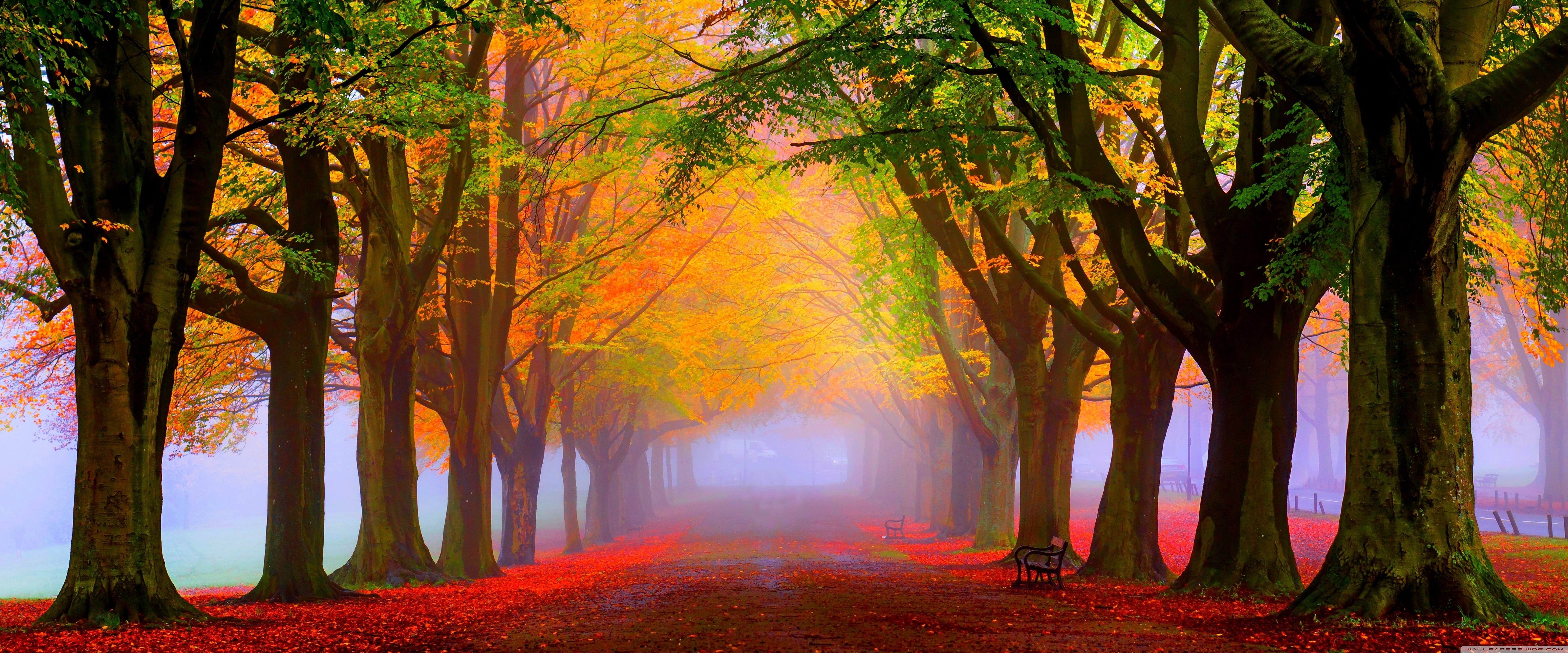Autumn, Mist, Park 4K UHD Wallpaper for UltraHD Desktop and TV, Widescreen and UltraWide Display, Dual Monitor, Smartphone and Tablet Devices