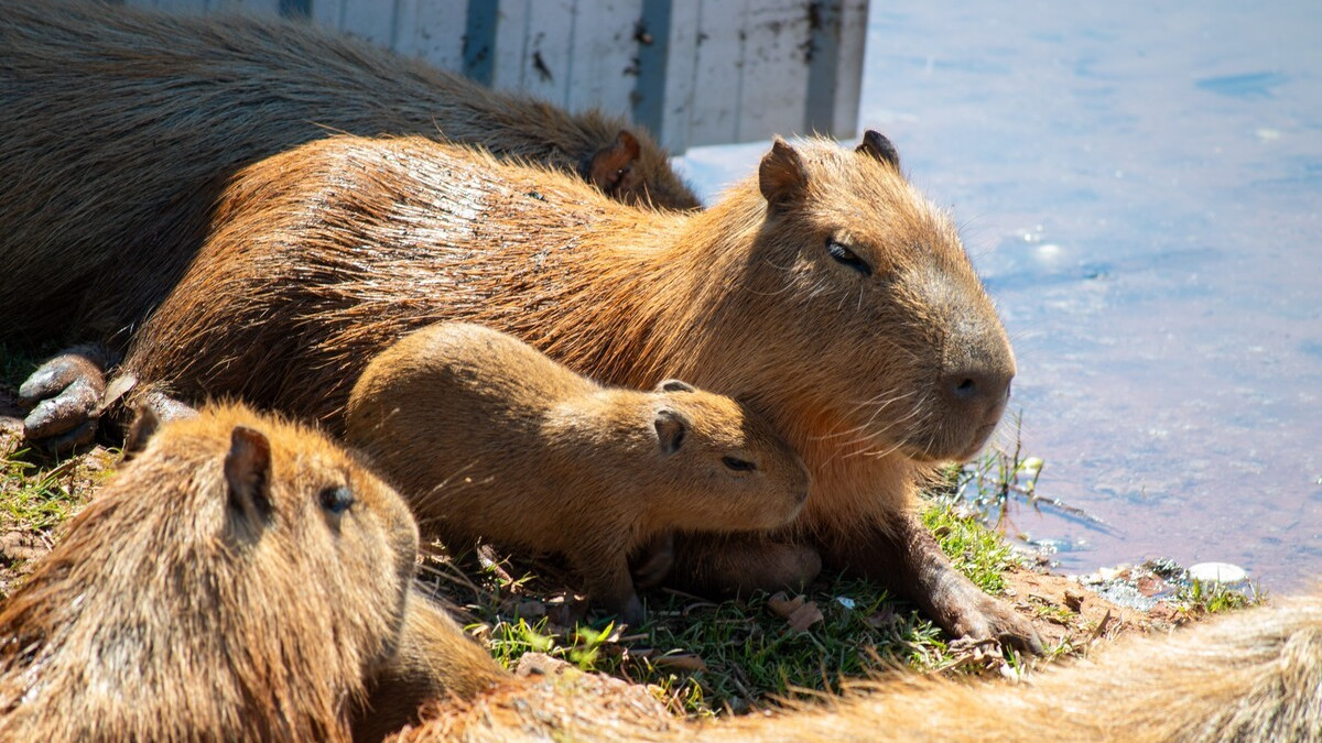 Baby Capybara's Spirited 'Appreciation Day' at the San Antonio Zoo Is Full of Pure Goodness