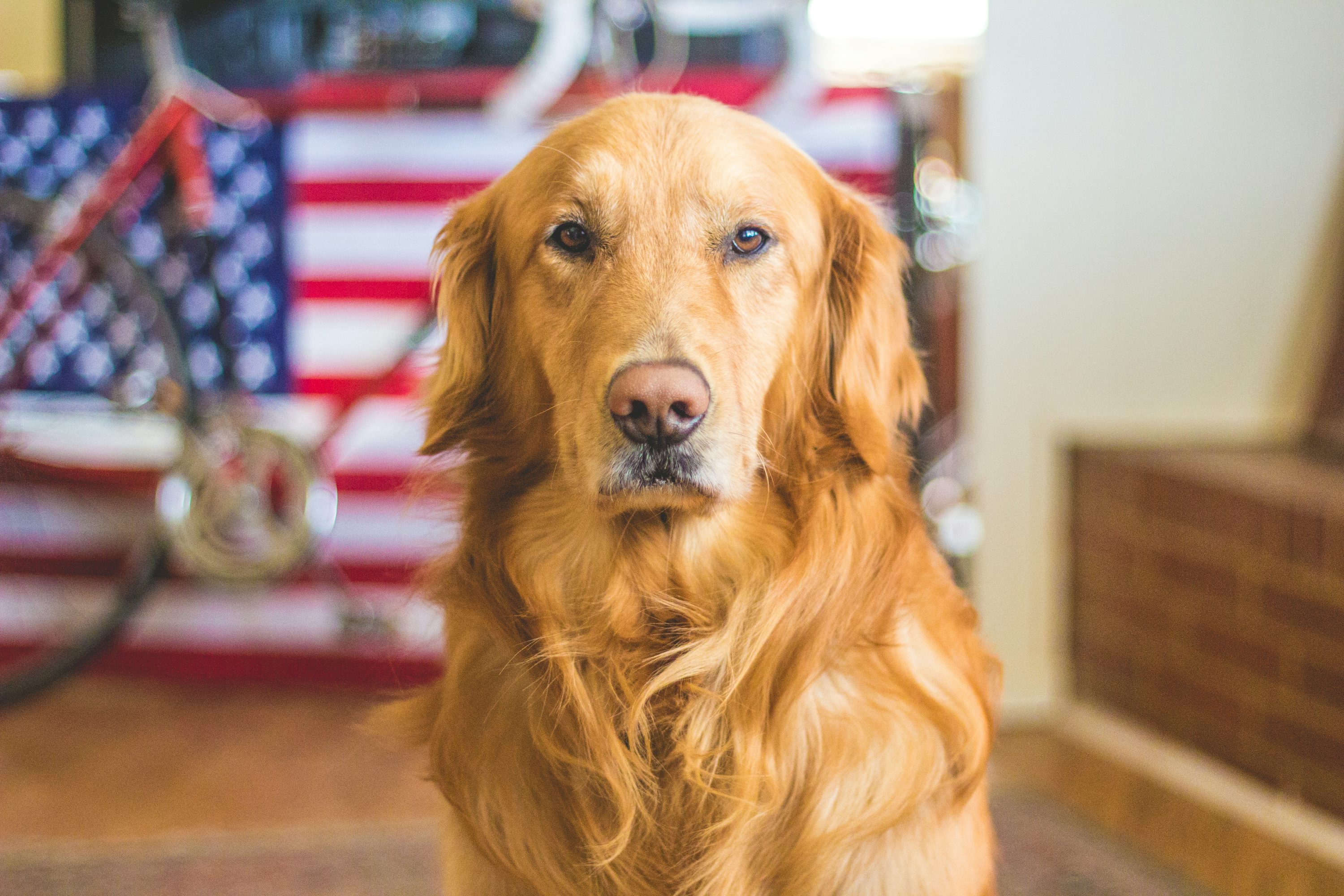 Dog 4K Picture. Download Free Image