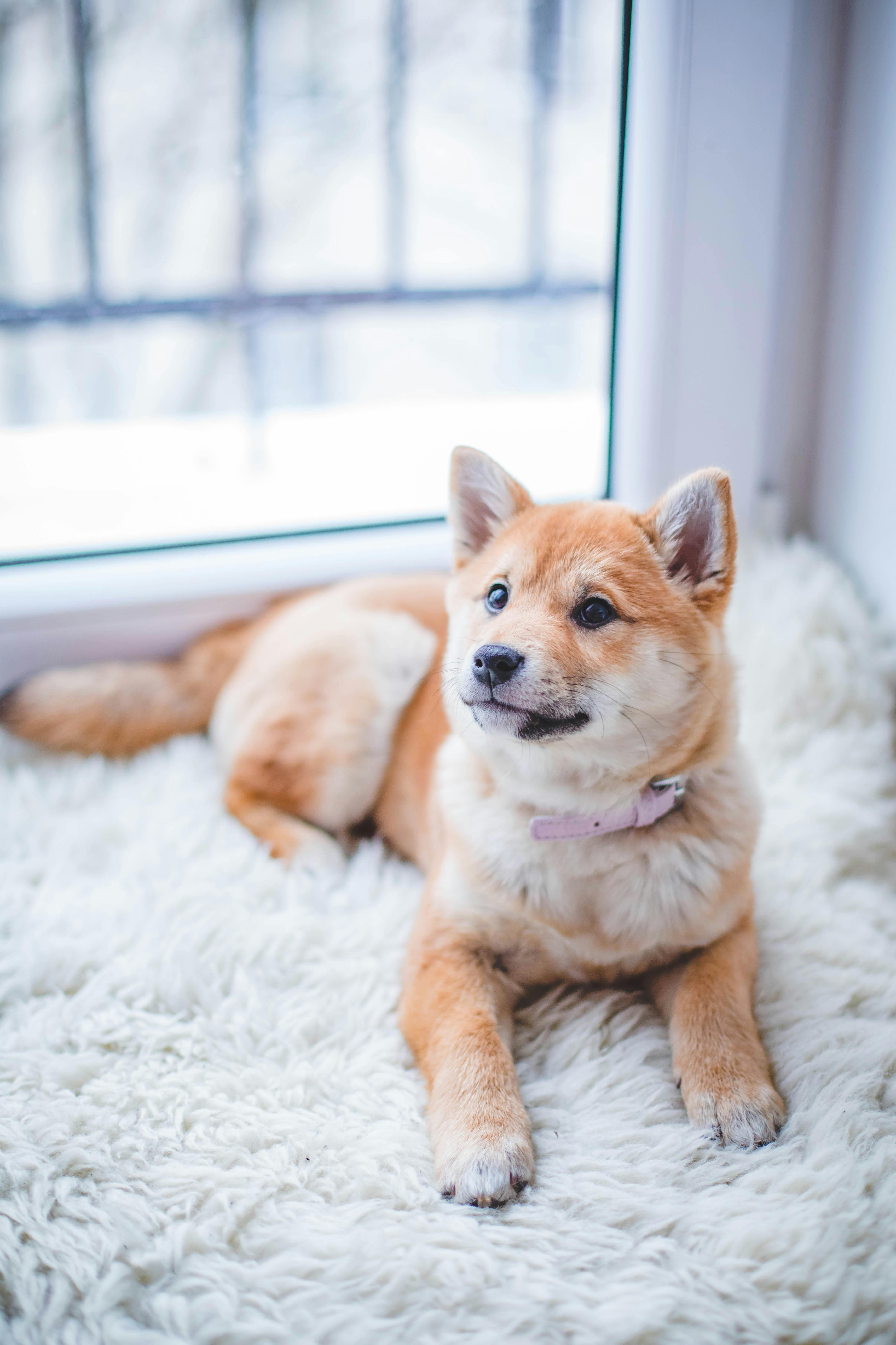 40,Best Dog Photo · 100% Free Downloads