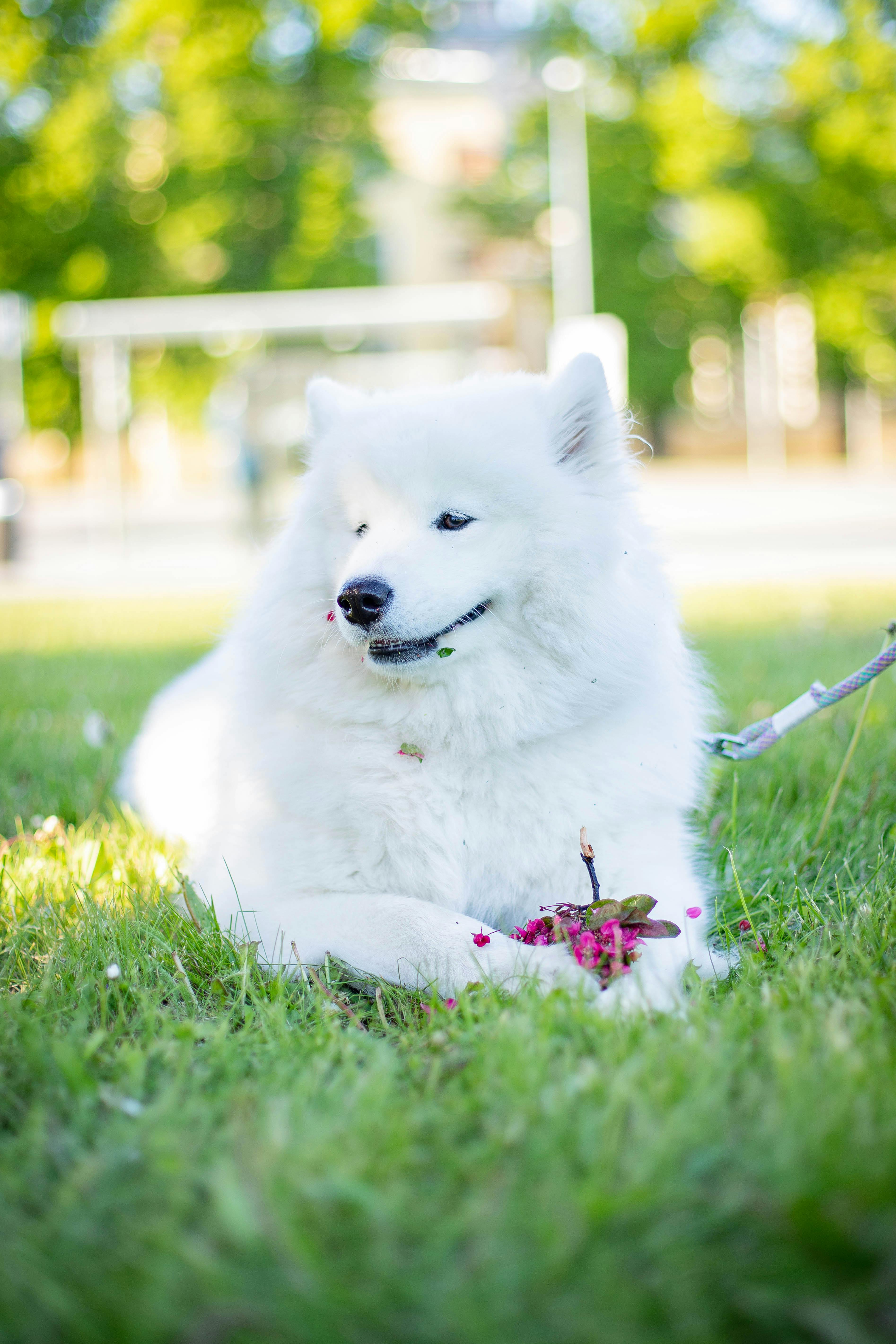 Dog Wallpaper Photo, Download The BEST Free Dog Wallpaper & HD Image